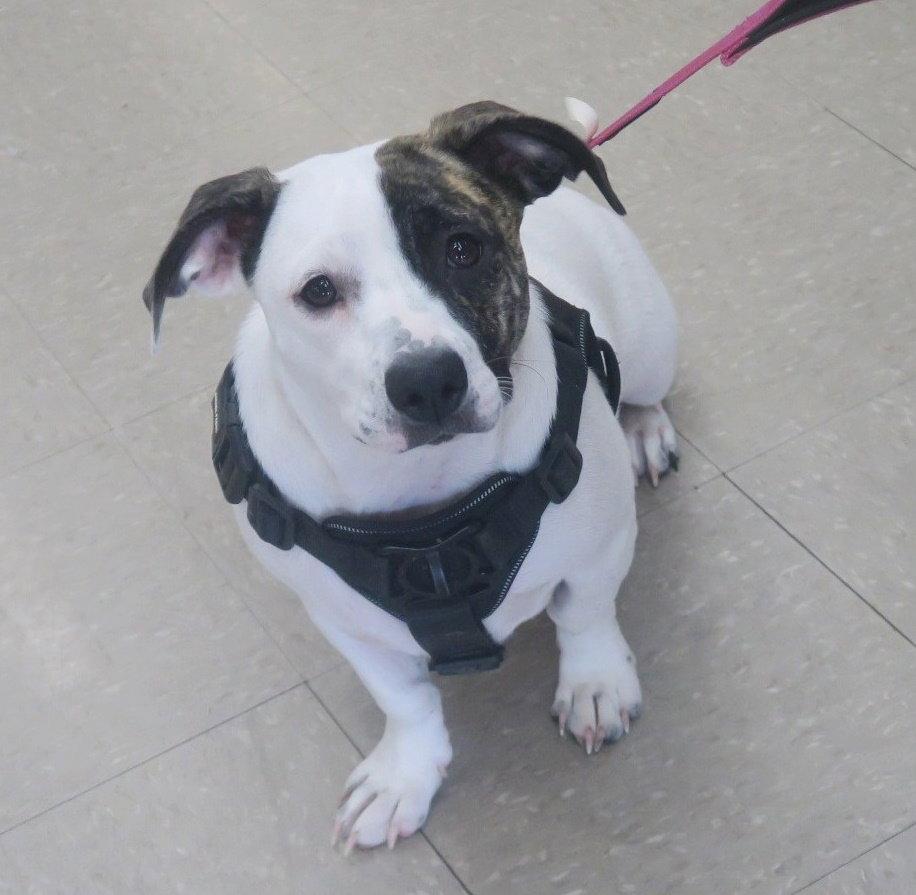 Snoopy-Low Rider, a Adoptable mixed breed in Rootstown, OH image 2/3