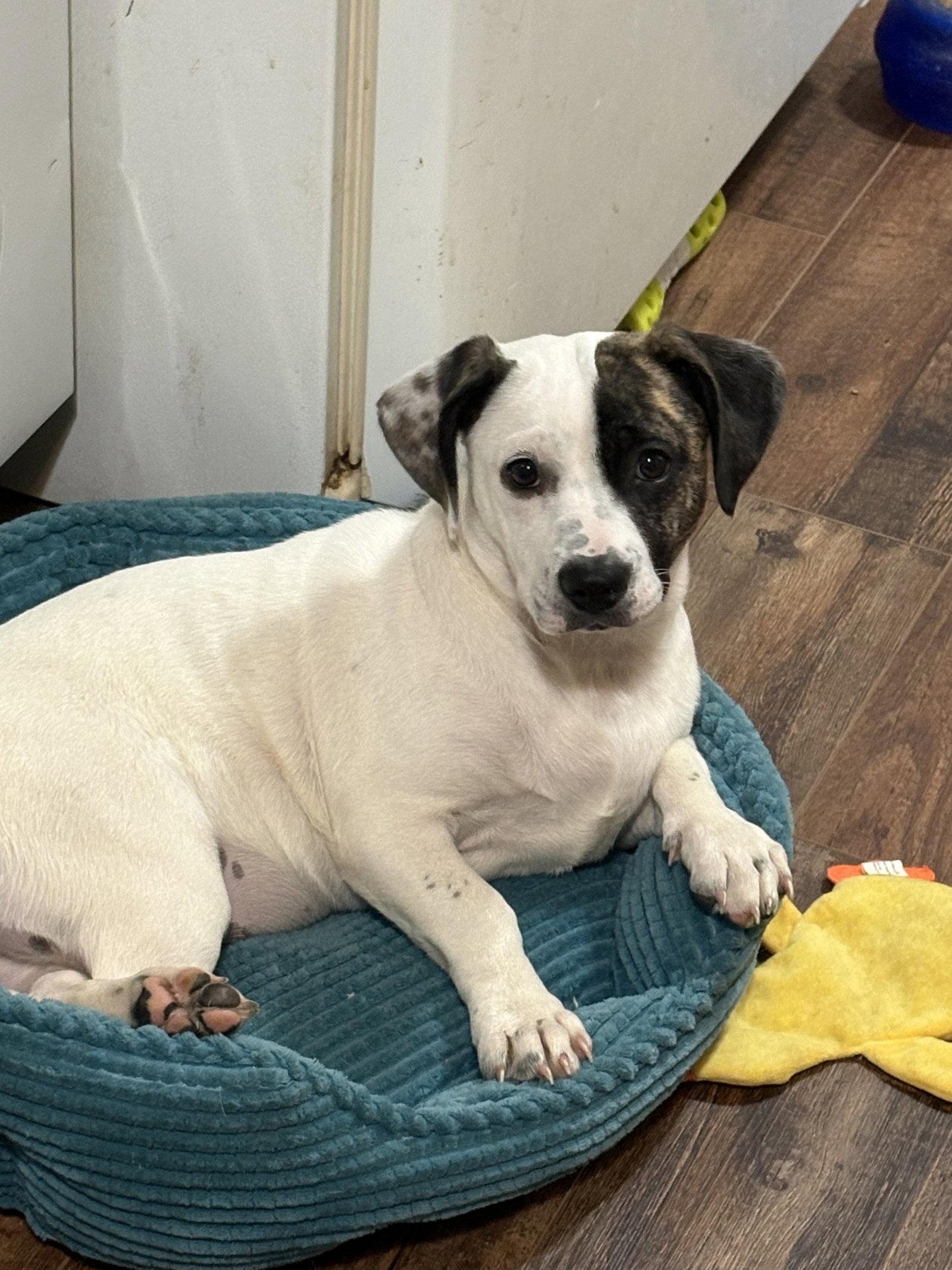 Snoopy-Low Rider, a Adoptable mixed breed in Rootstown, OH image 3/3