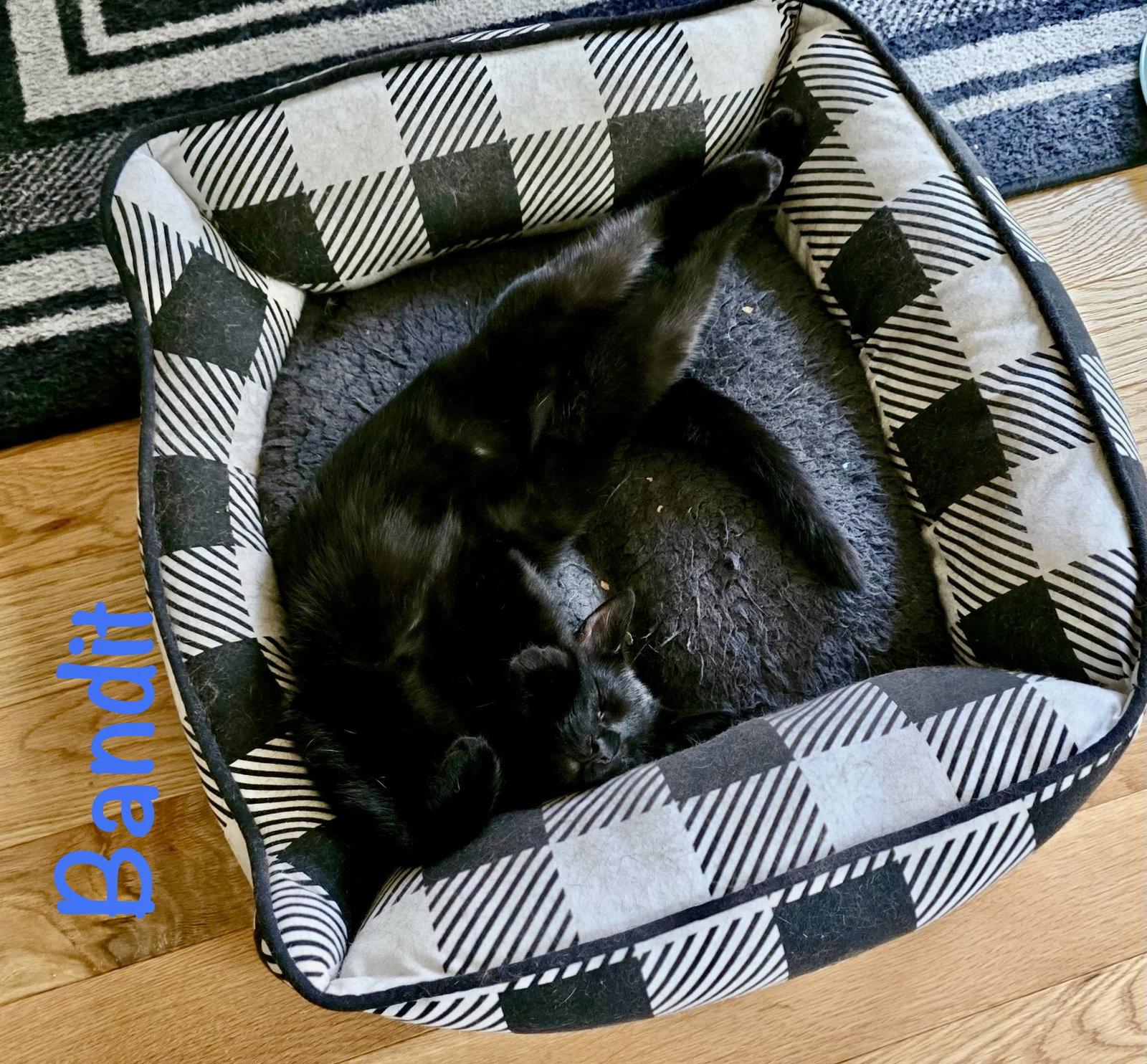 Enlarge Bandit (Bonded with Aurora), a Adoptable Domestic Short Hair in Reston, VA image 3/3