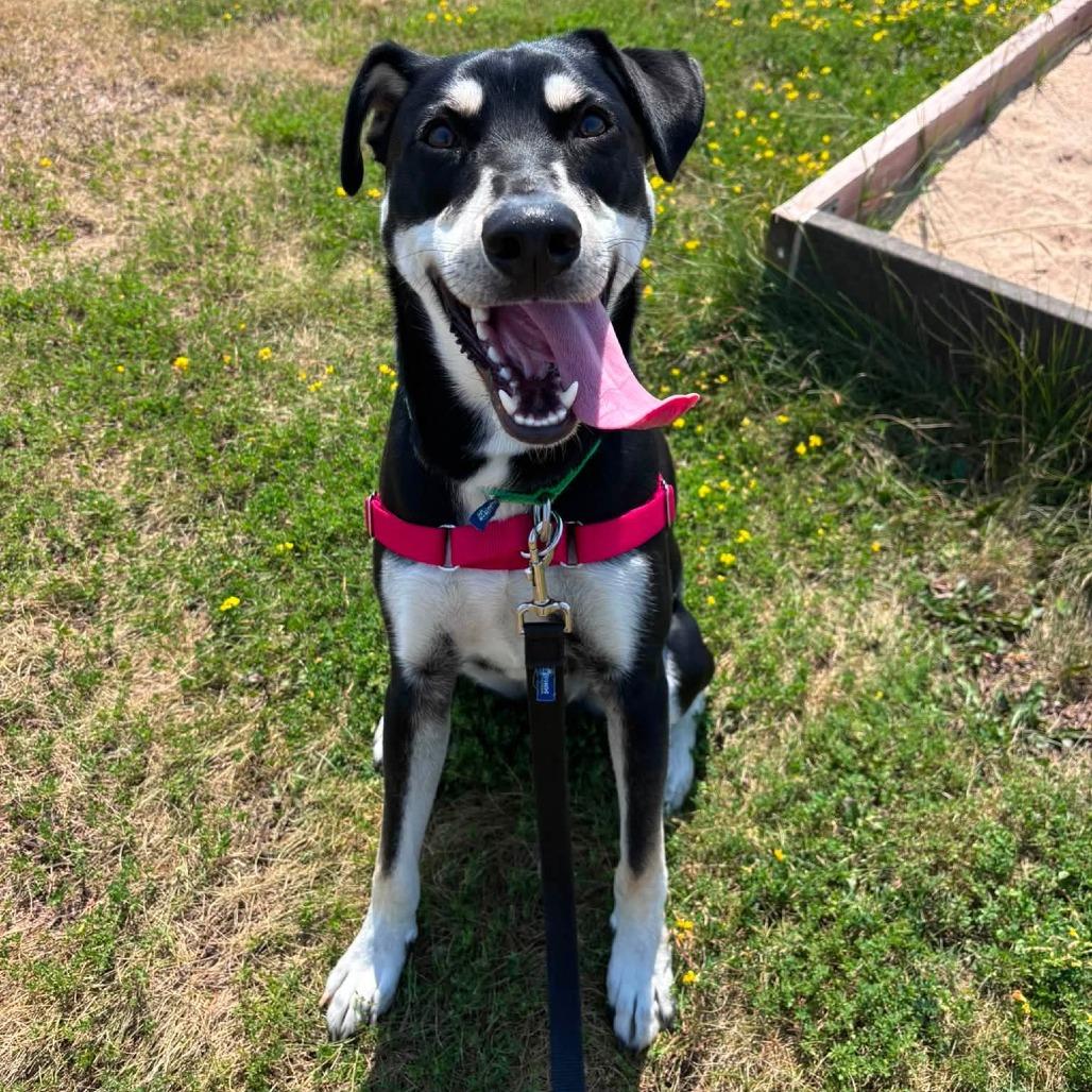 Luke, Adoptable, Young Male Mixed Breed.