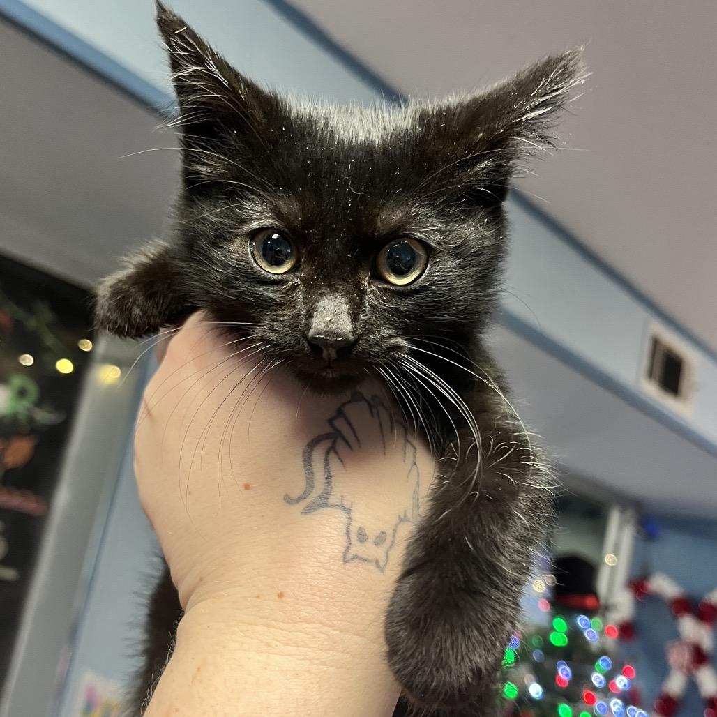 Bayonetta, Adoptable, Kitten Female Domestic Long Hair.