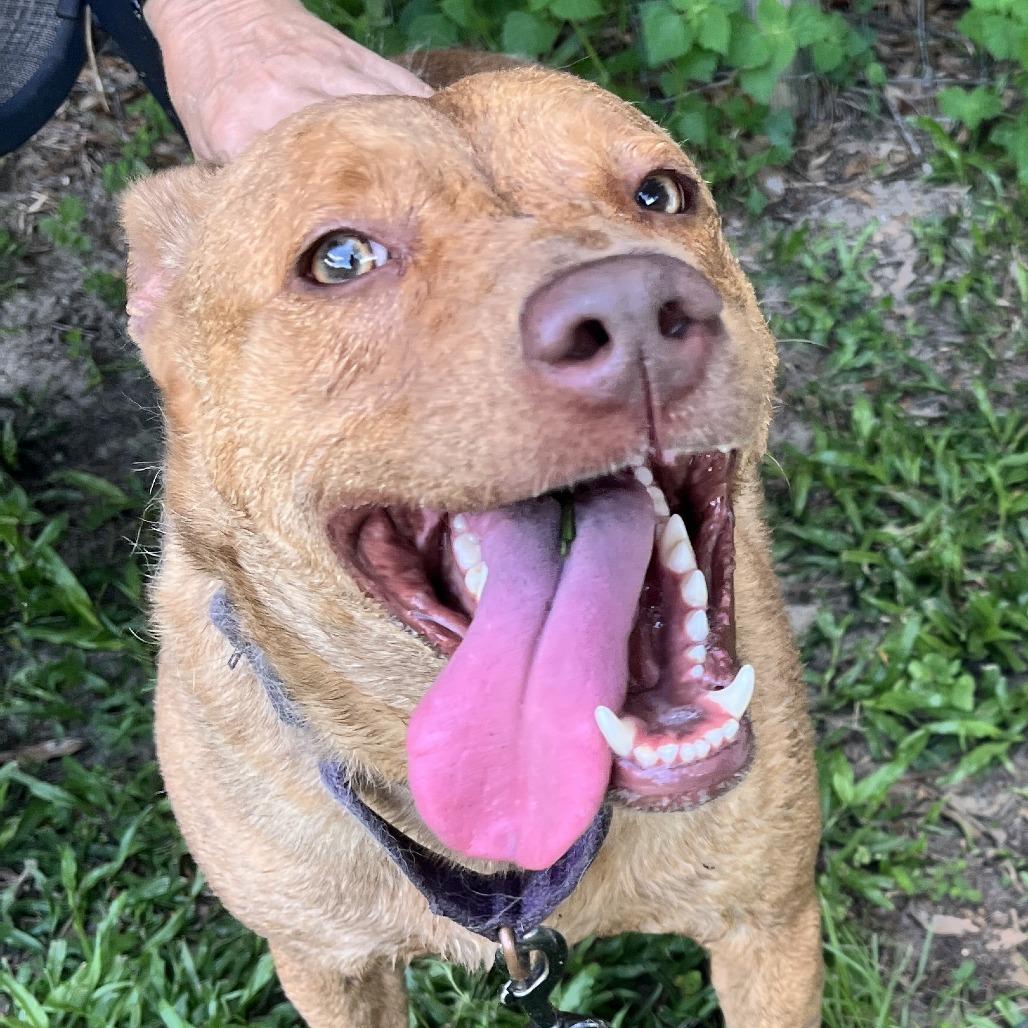 Enlarge Taz, a Adoptable Mixed Breed in Williston, FL image 1/6