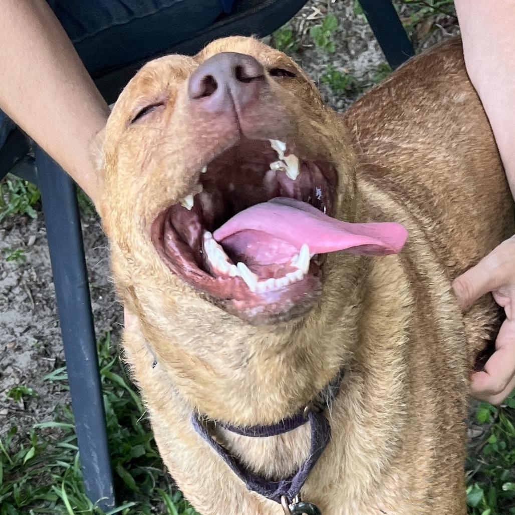 Enlarge Taz, a Adoptable Mixed Breed in Williston, FL image 4/6