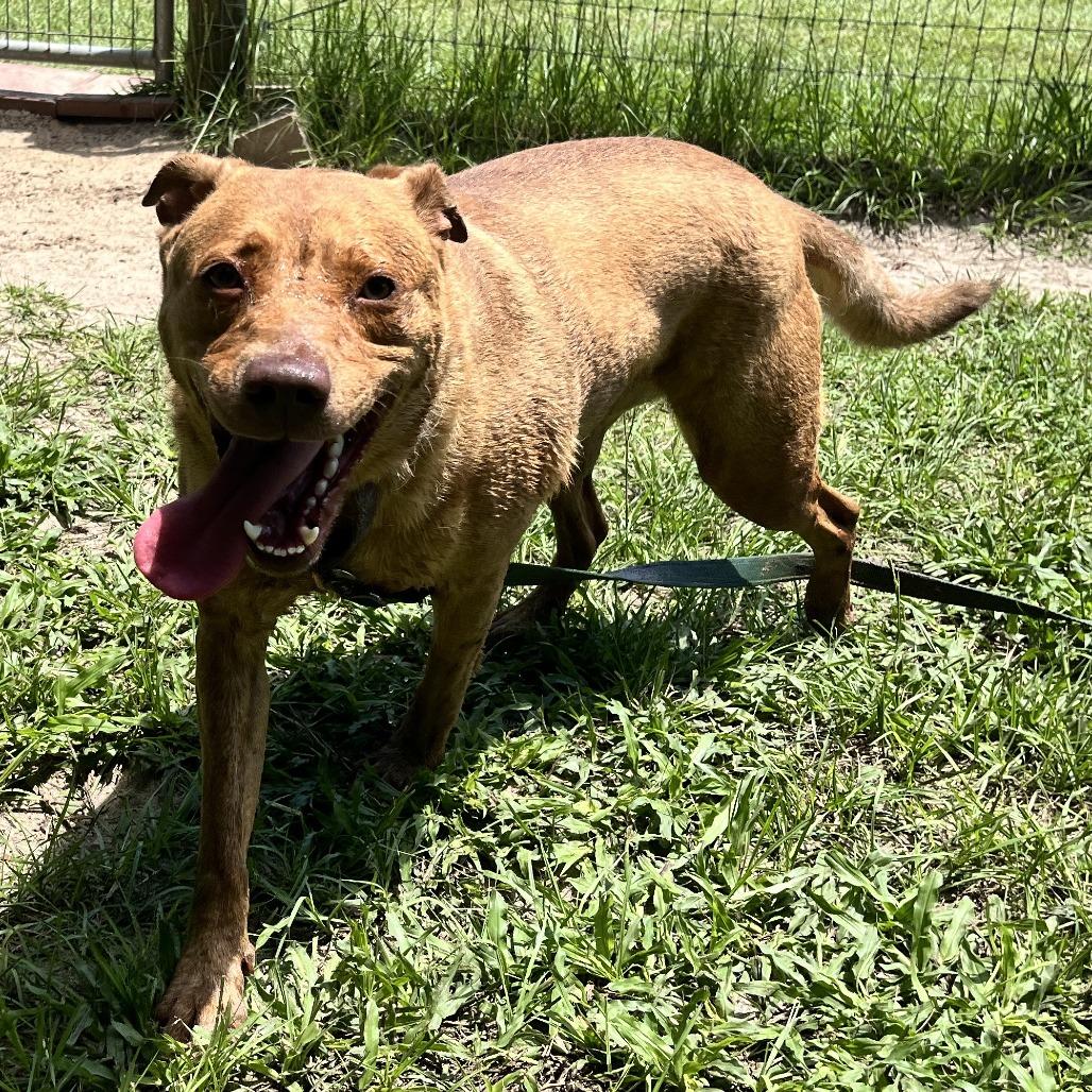 Enlarge Taz, a Adoptable Mixed Breed in Williston, FL image 5/6