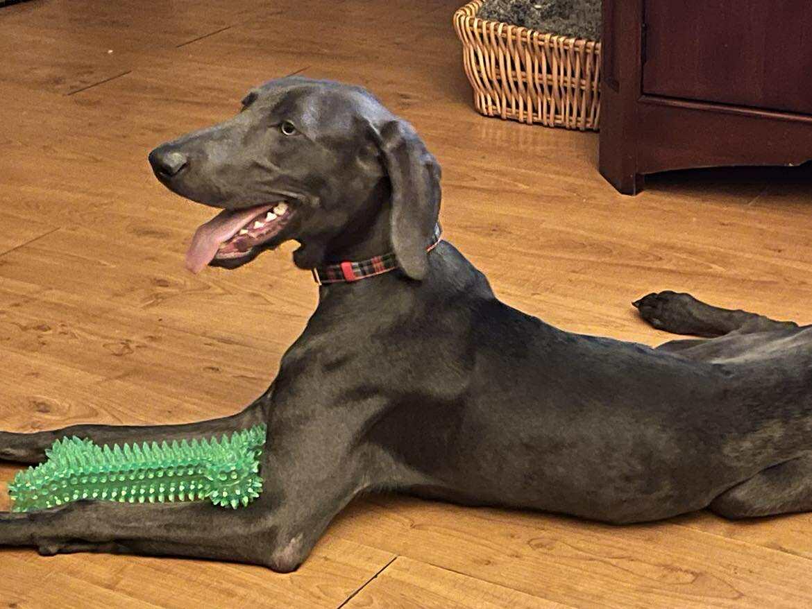 Shadow, Adopted, Young Male Weimaraner.