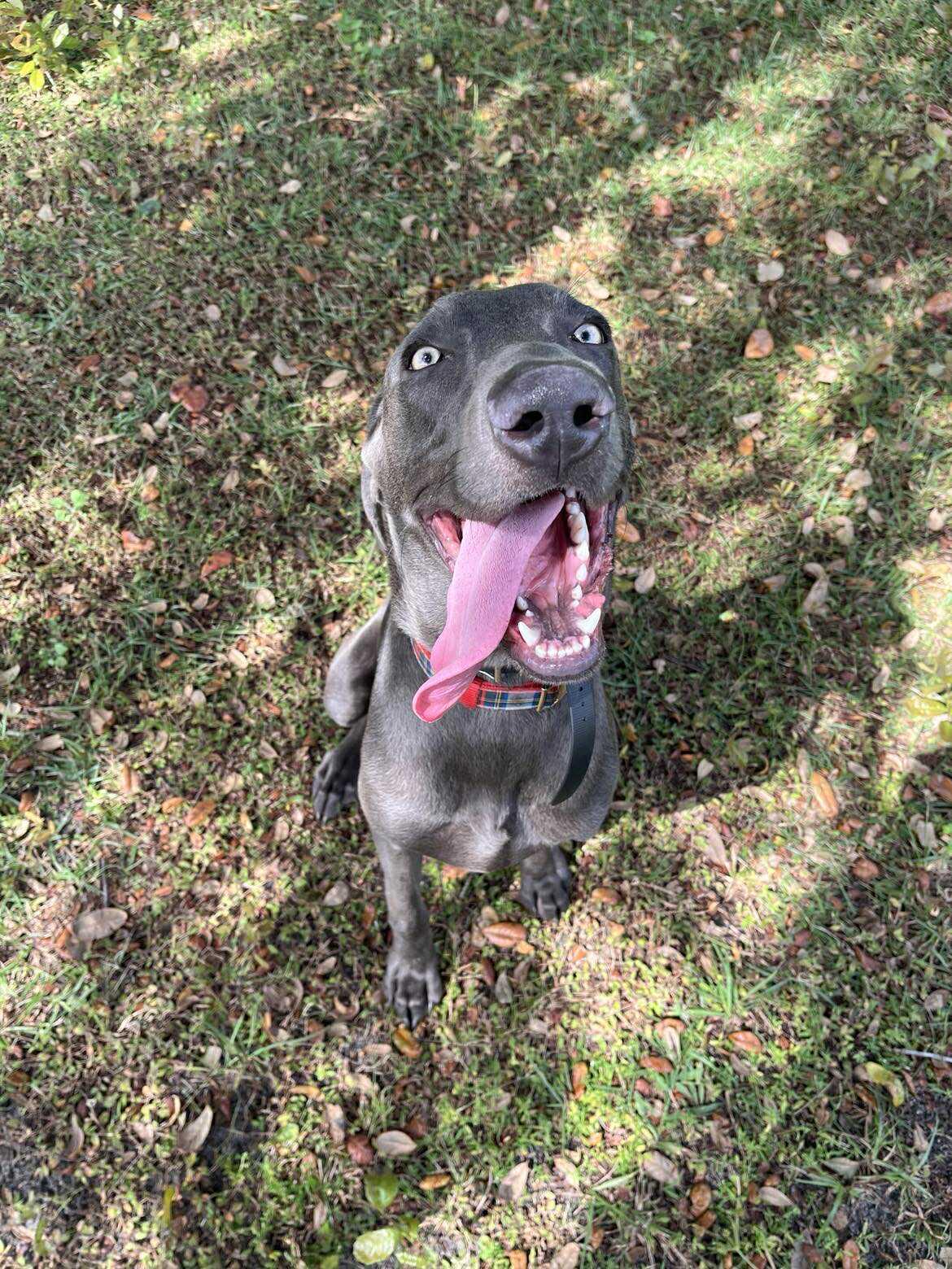 Shadow, a Adopted Weimaraner in Kissimmee, FL image 2/4