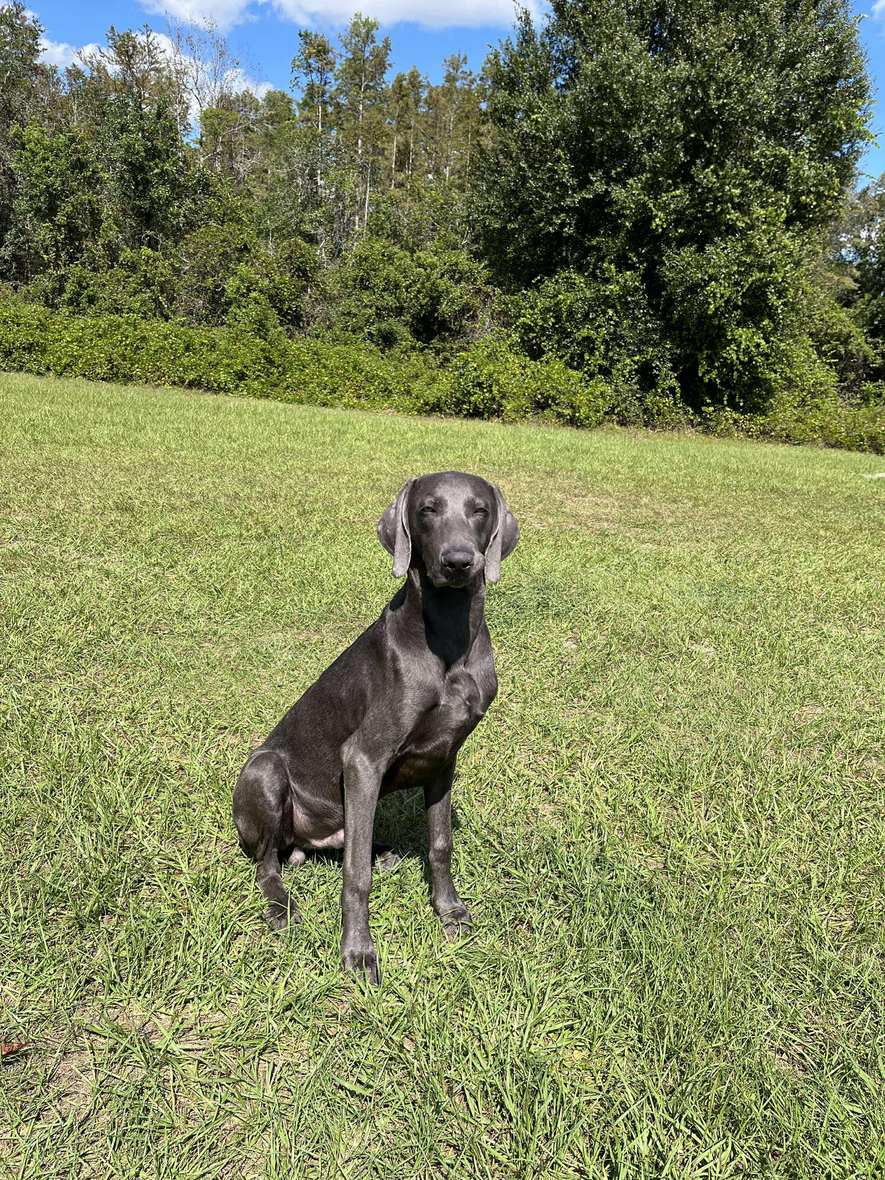 Shadow, a Adopted Weimaraner in Kissimmee, FL image 3/4