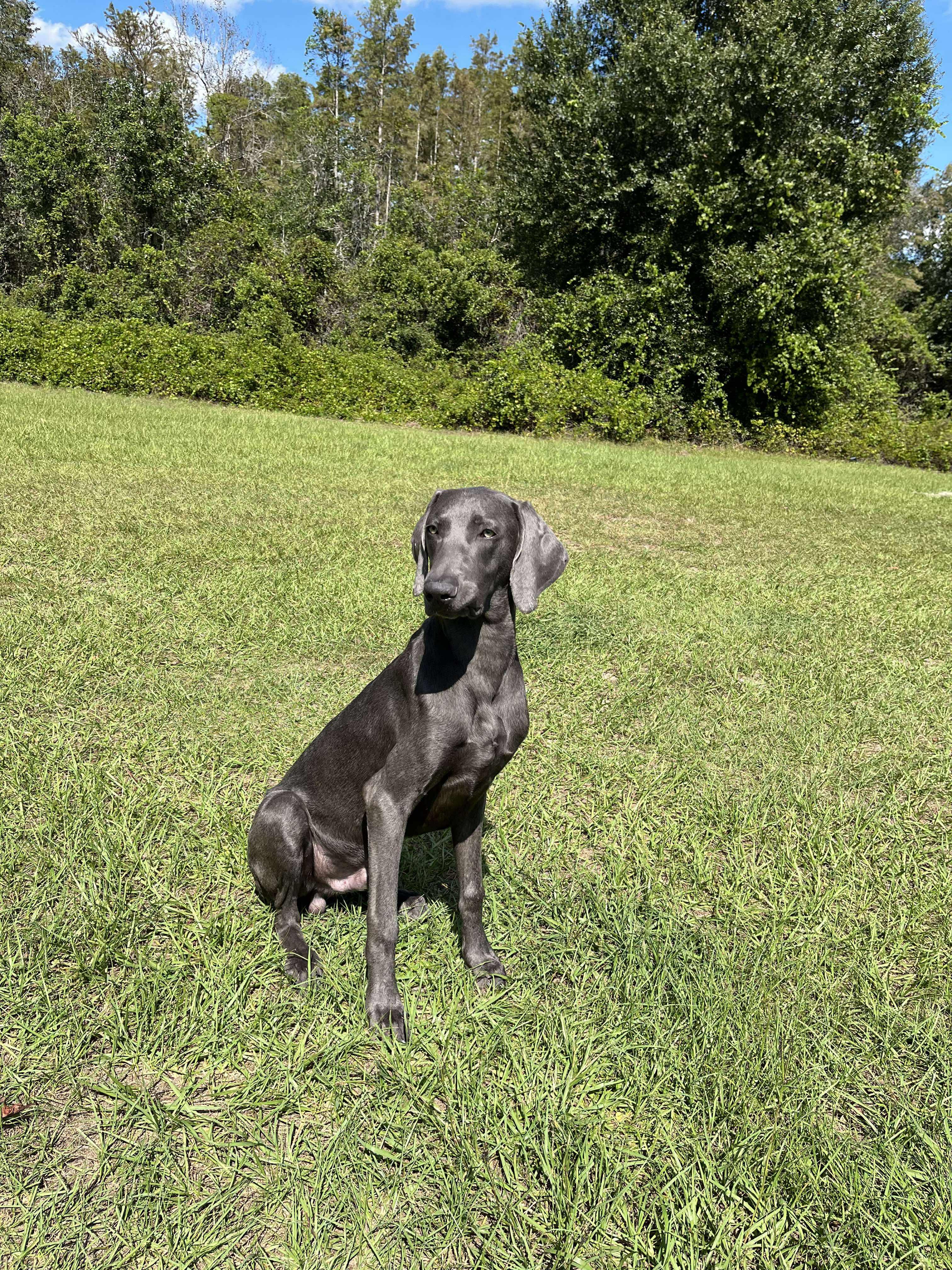 Shadow, a Adopted Weimaraner in Kissimmee, FL image 4/4