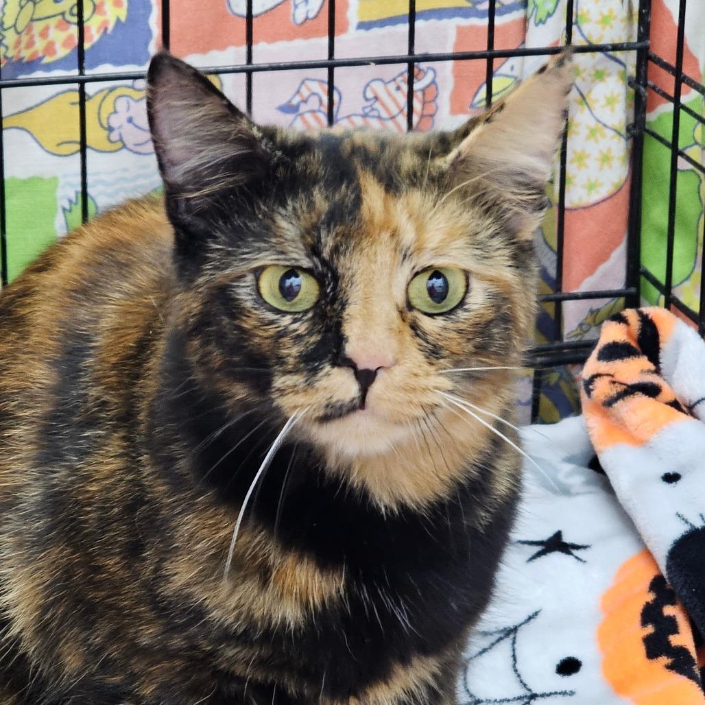 Enlarge Cranberry, a Adoptable Domestic Short Hair in Corydon, IN image 1/1