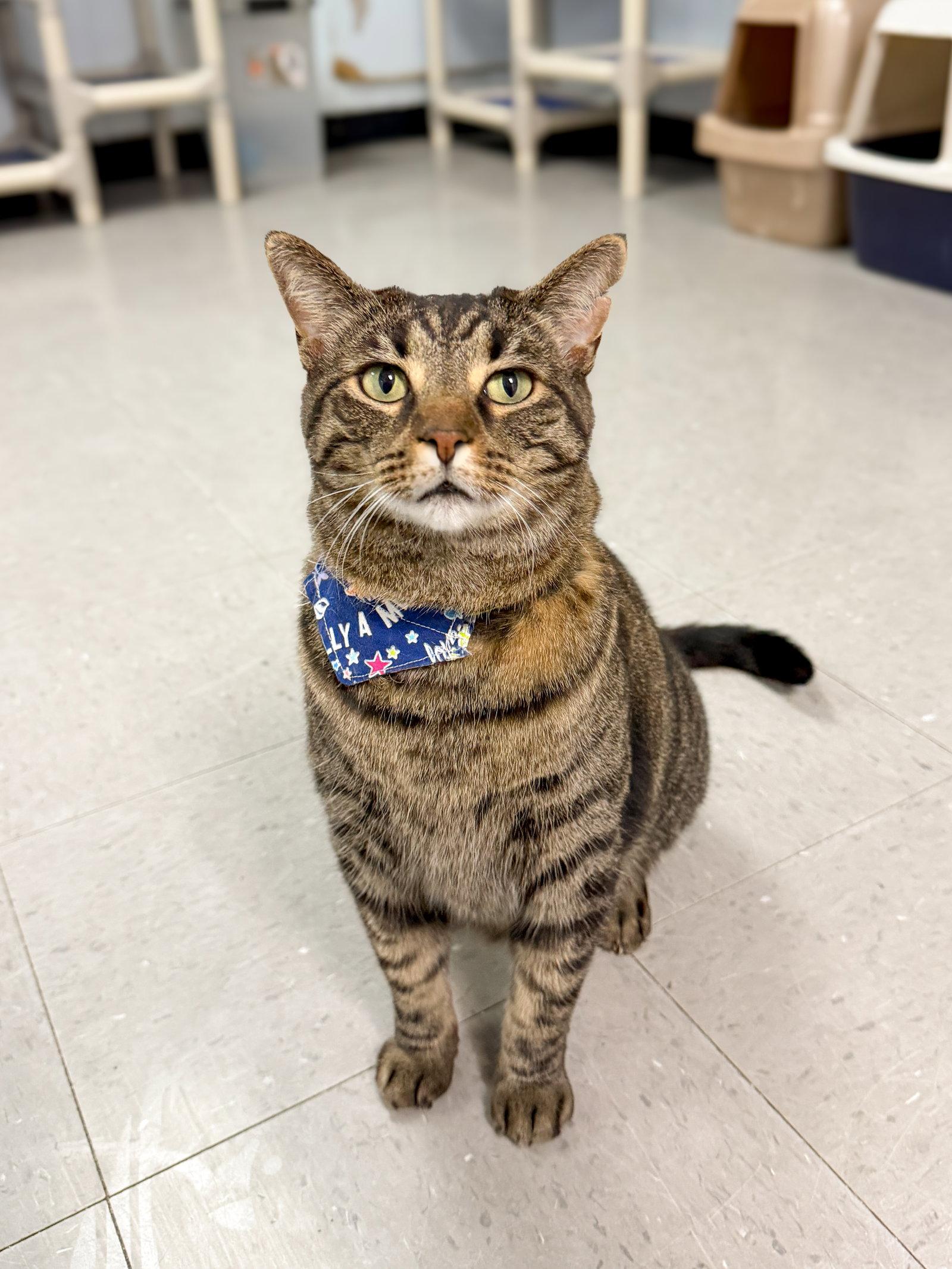 Robert, a Adoptable Domestic Short Hair in Sanford, NC image 1/3