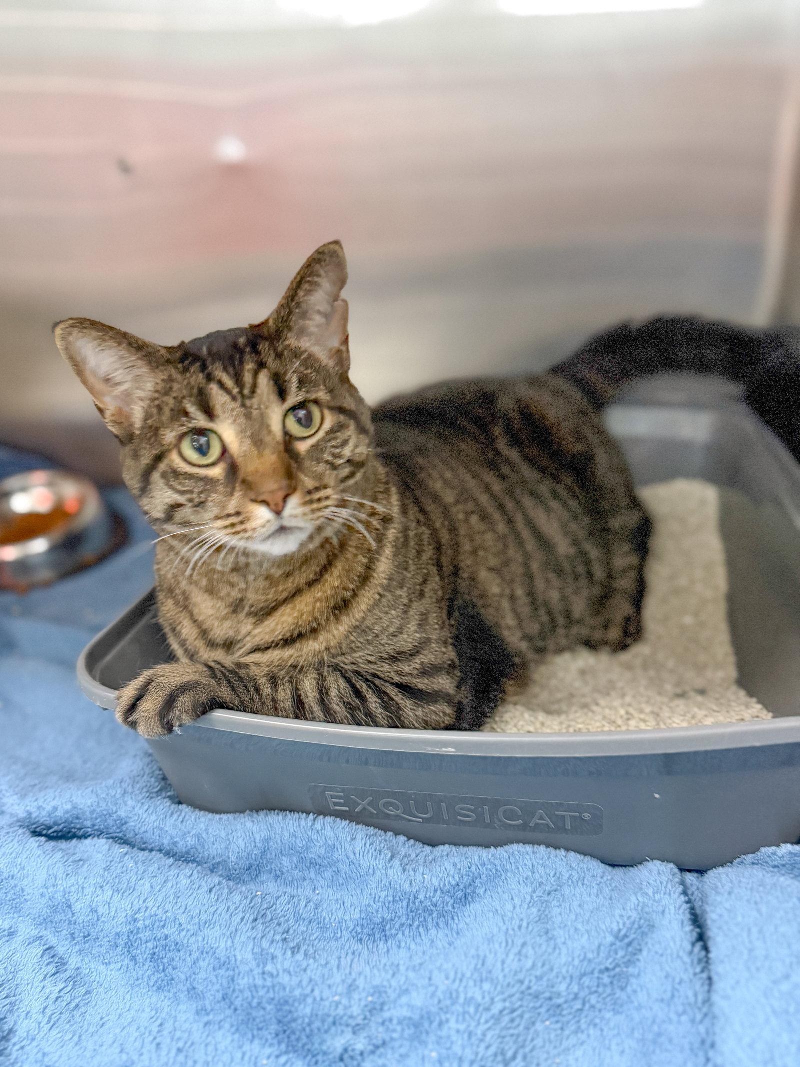 Robert, a Adoptable Domestic Short Hair in Sanford, NC image 2/3