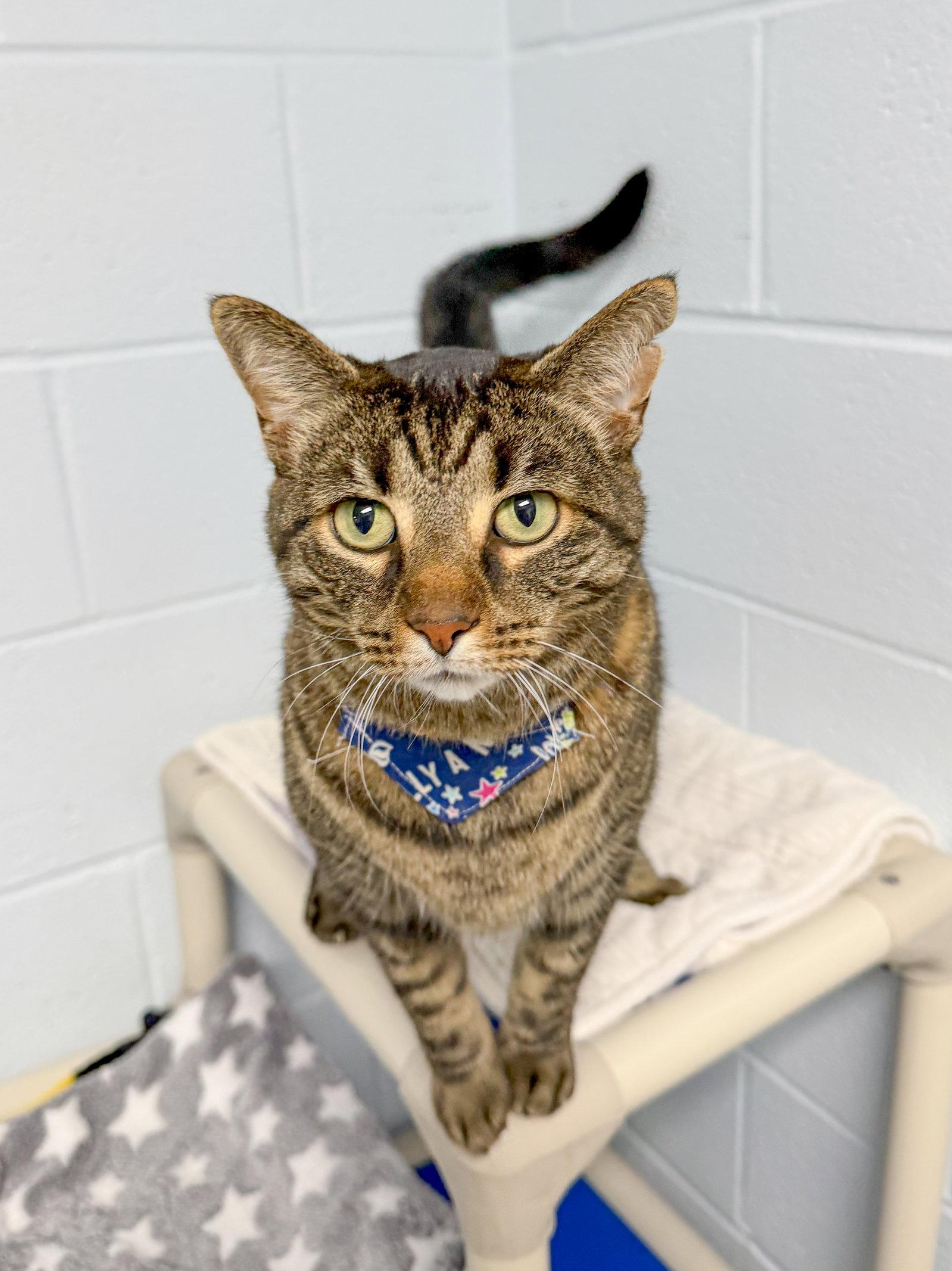 Robert, a Adoptable Domestic Short Hair in Sanford, NC image 3/3