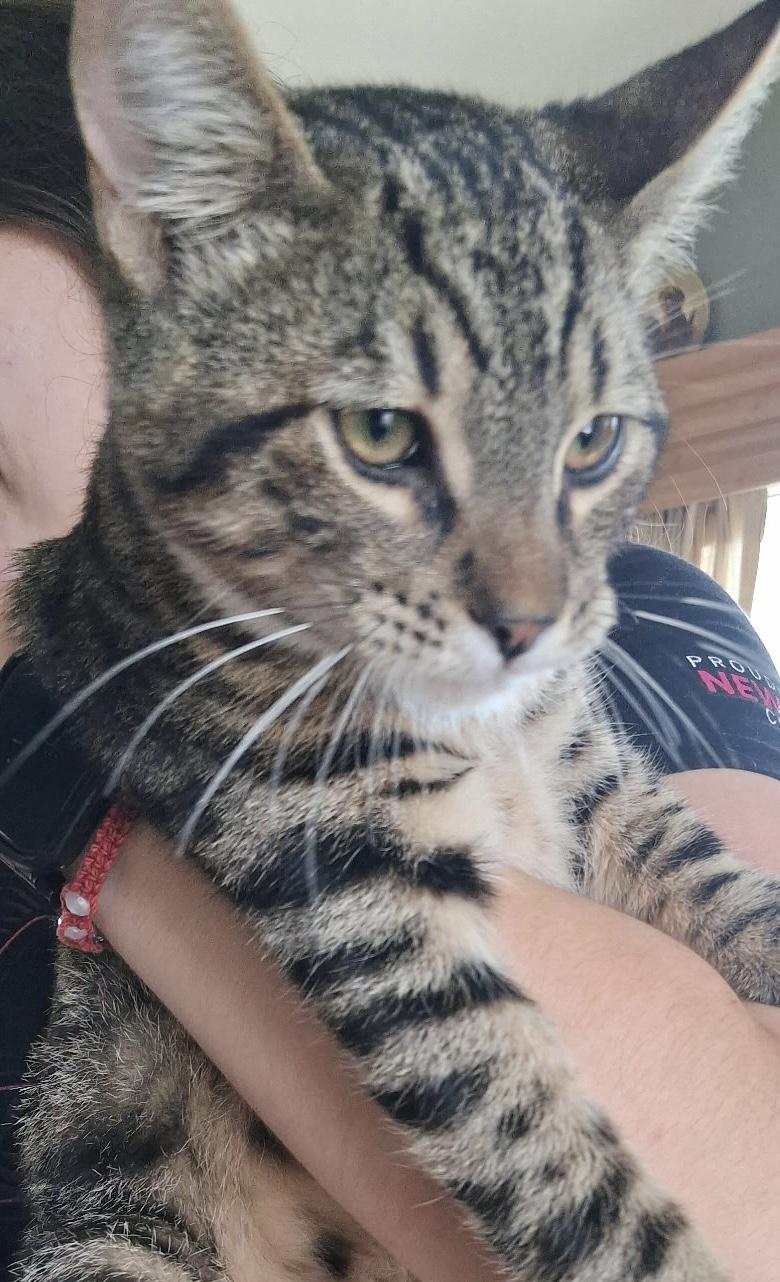 Archer, Adoptable, Kitten Male Domestic Short Hair.
