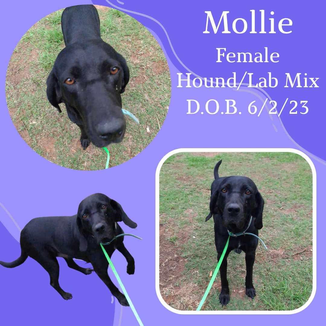Mollie