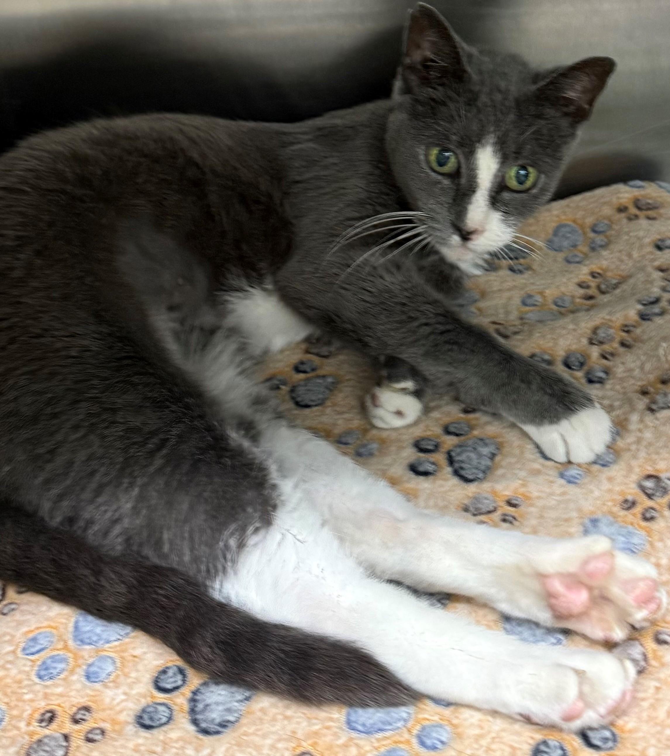 Churro, ADOPTABLE, Young Female Domestic Short Hair.