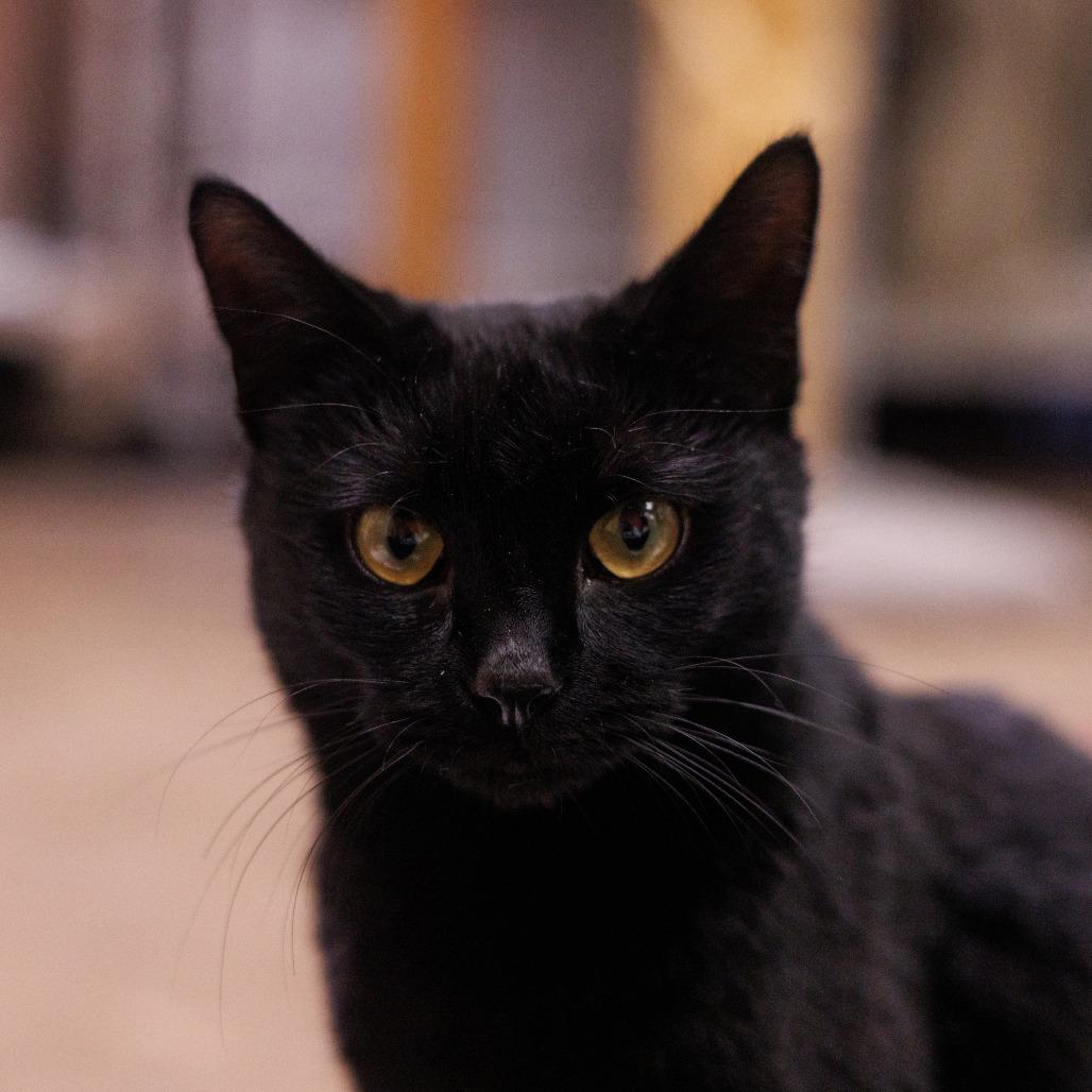 Enlarge London - Friendly & loving!  Adopt $100, a Adoptable Domestic Short Hair in Flagstaff, AZ image 1/4