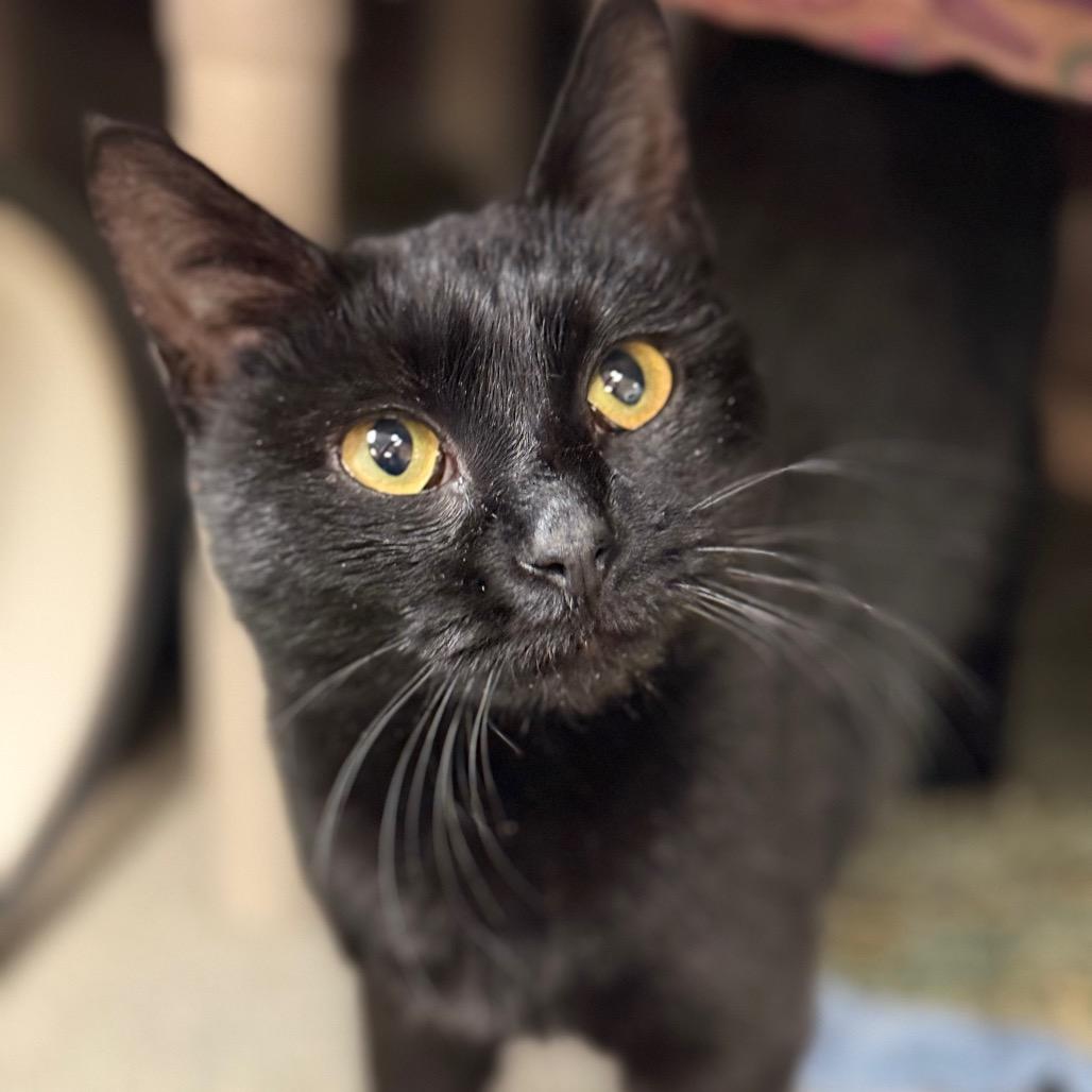 Enlarge London - Friendly & loving!  Adopt $100, a Adoptable Domestic Short Hair in Flagstaff, AZ image 2/4