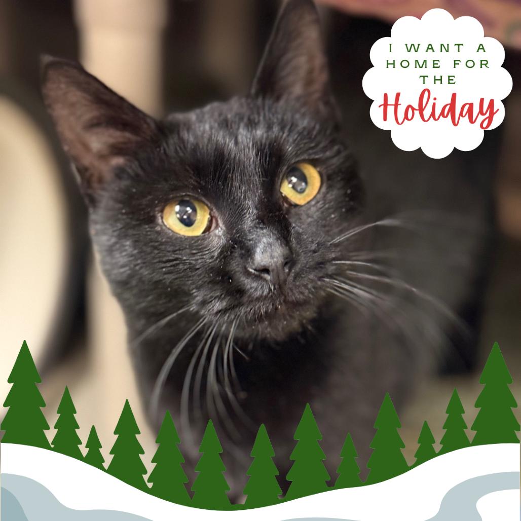 Enlarge London - Friendly & loving!  Adopt $100, a Adoptable Domestic Short Hair in Flagstaff, AZ image 3/4