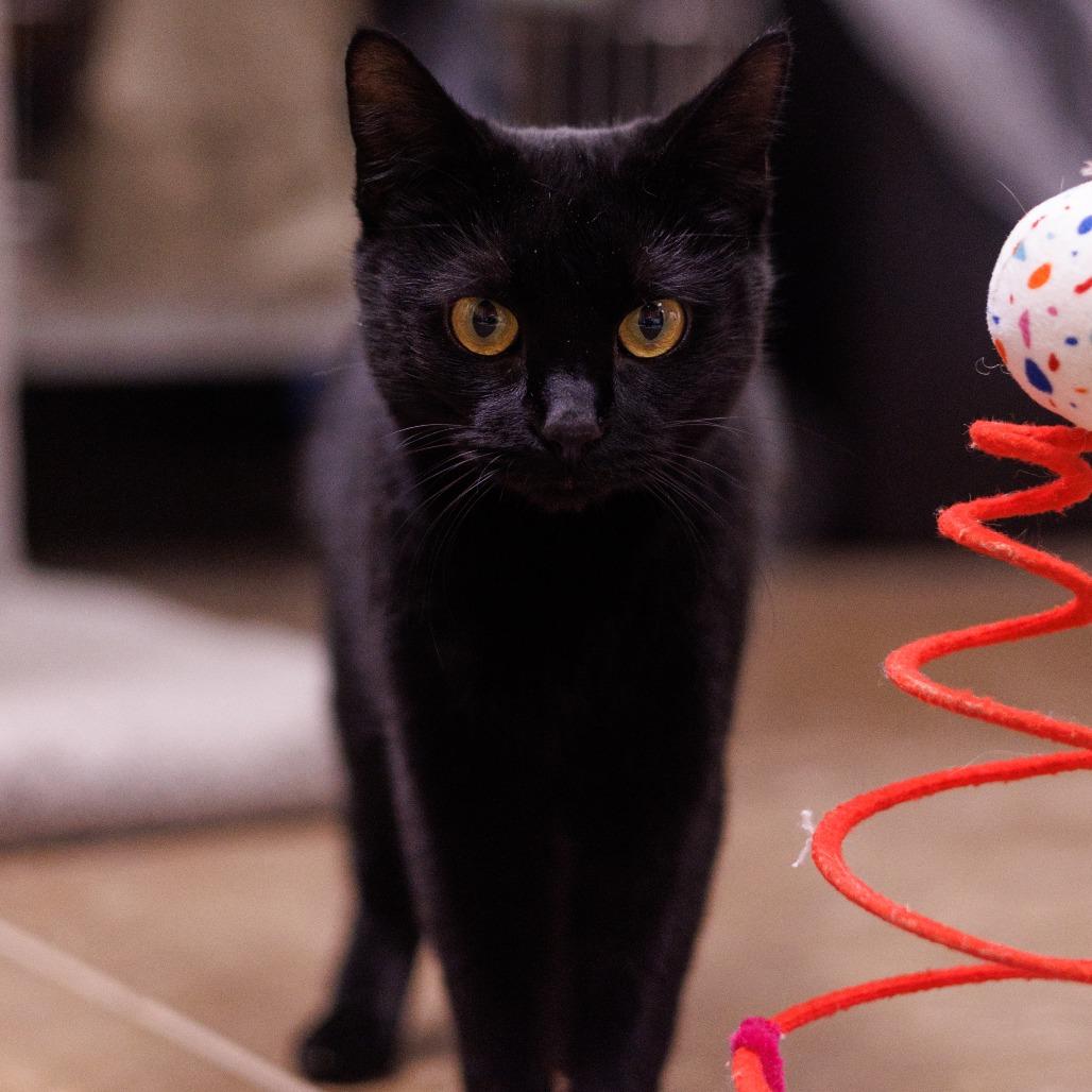 Enlarge London - Friendly & loving!  Adopt $100, a Adoptable Domestic Short Hair in Flagstaff, AZ image 4/4