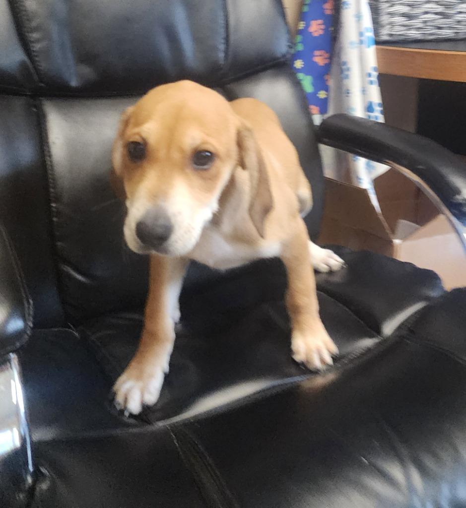 Yeti, Adoptable, Puppy Male Hound & Labrador Retriever.