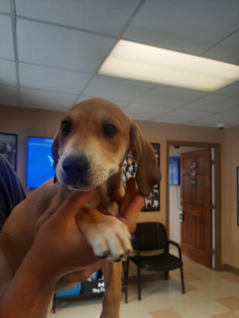 Yeti, a Adoptable mixed breed in Maumelle, AR image 2/4