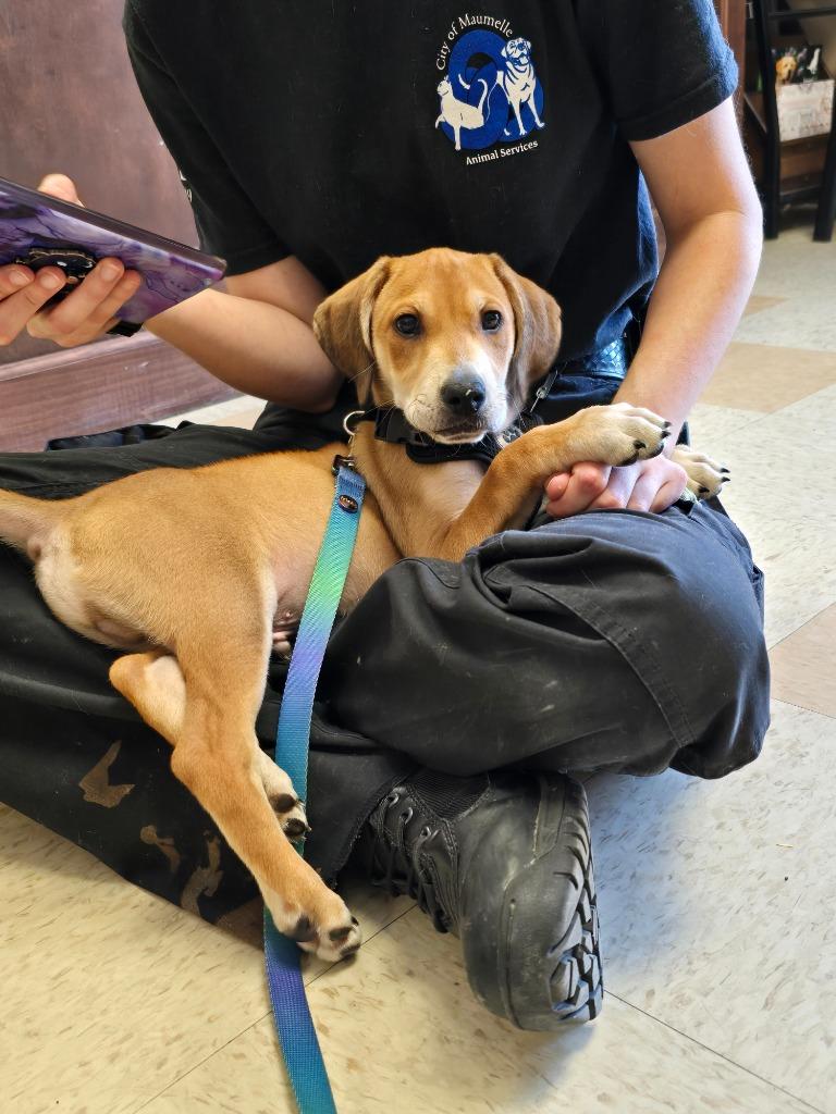 Yeti, a Adoptable mixed breed in Maumelle, AR image 4/4