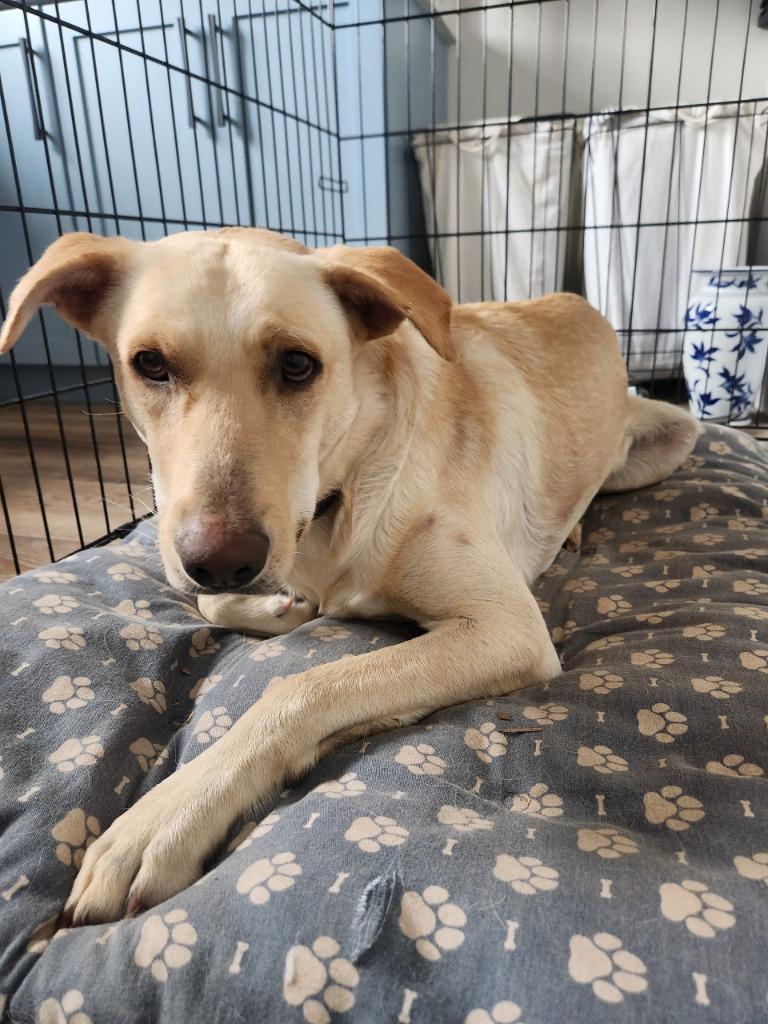 Pistachio (Archie), Adopted, Adult Male Labrador Retriever & Mixed Breed.