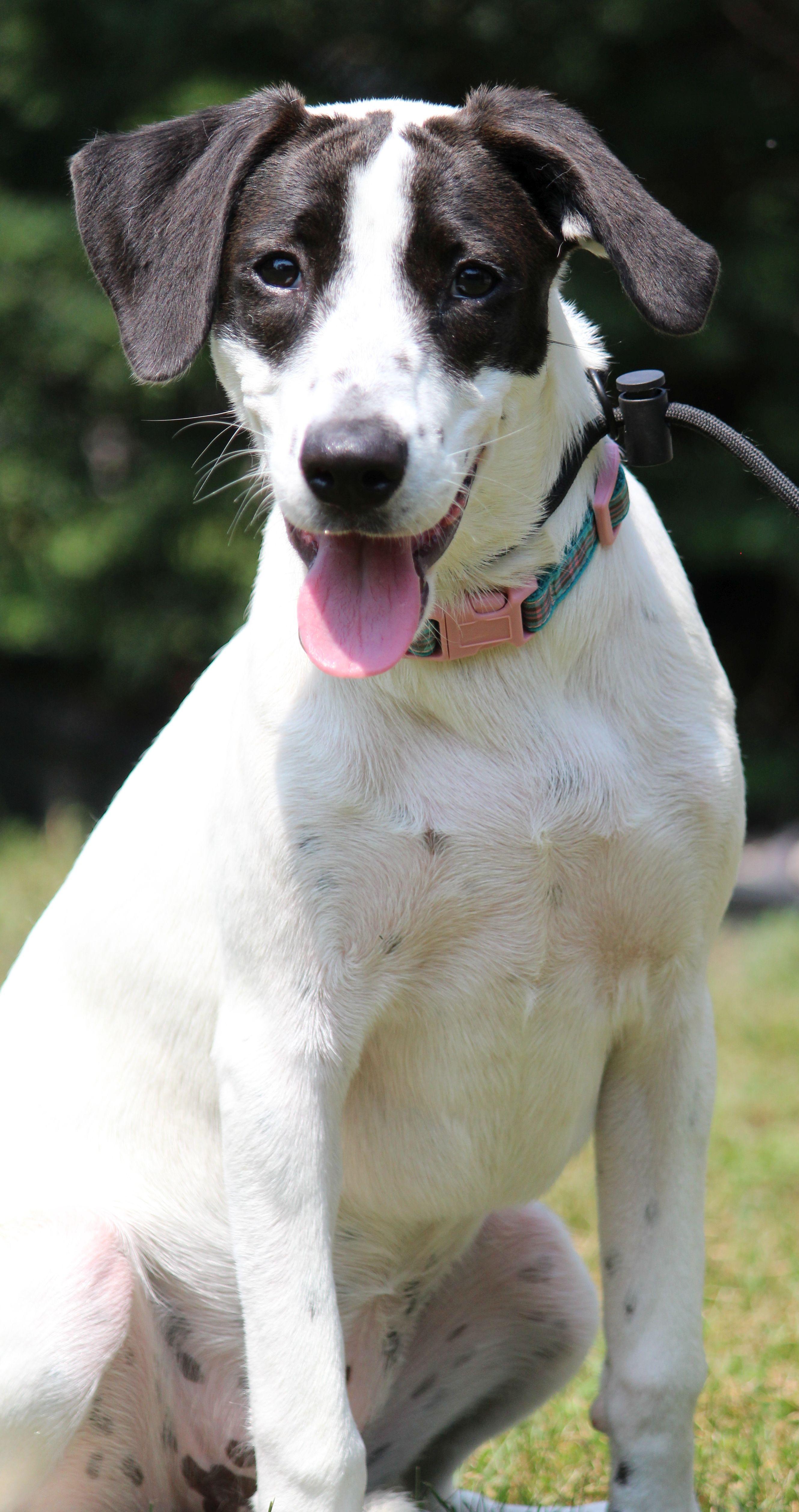 Dahlia, Adoptable, Puppy Female Mixed Breed.