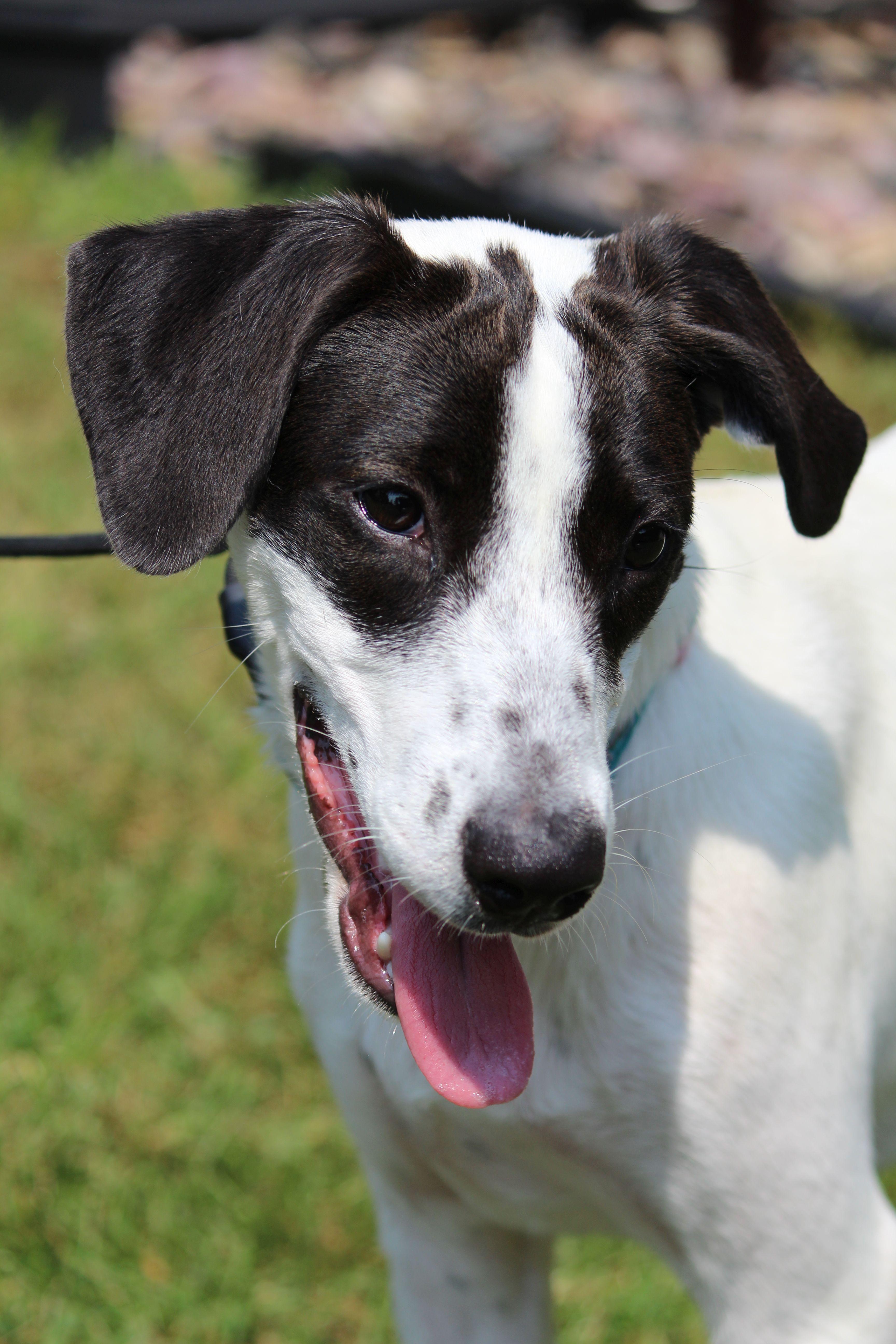 Dahlia, a Adoptable Mixed Breed in Portage, WI image 2/6