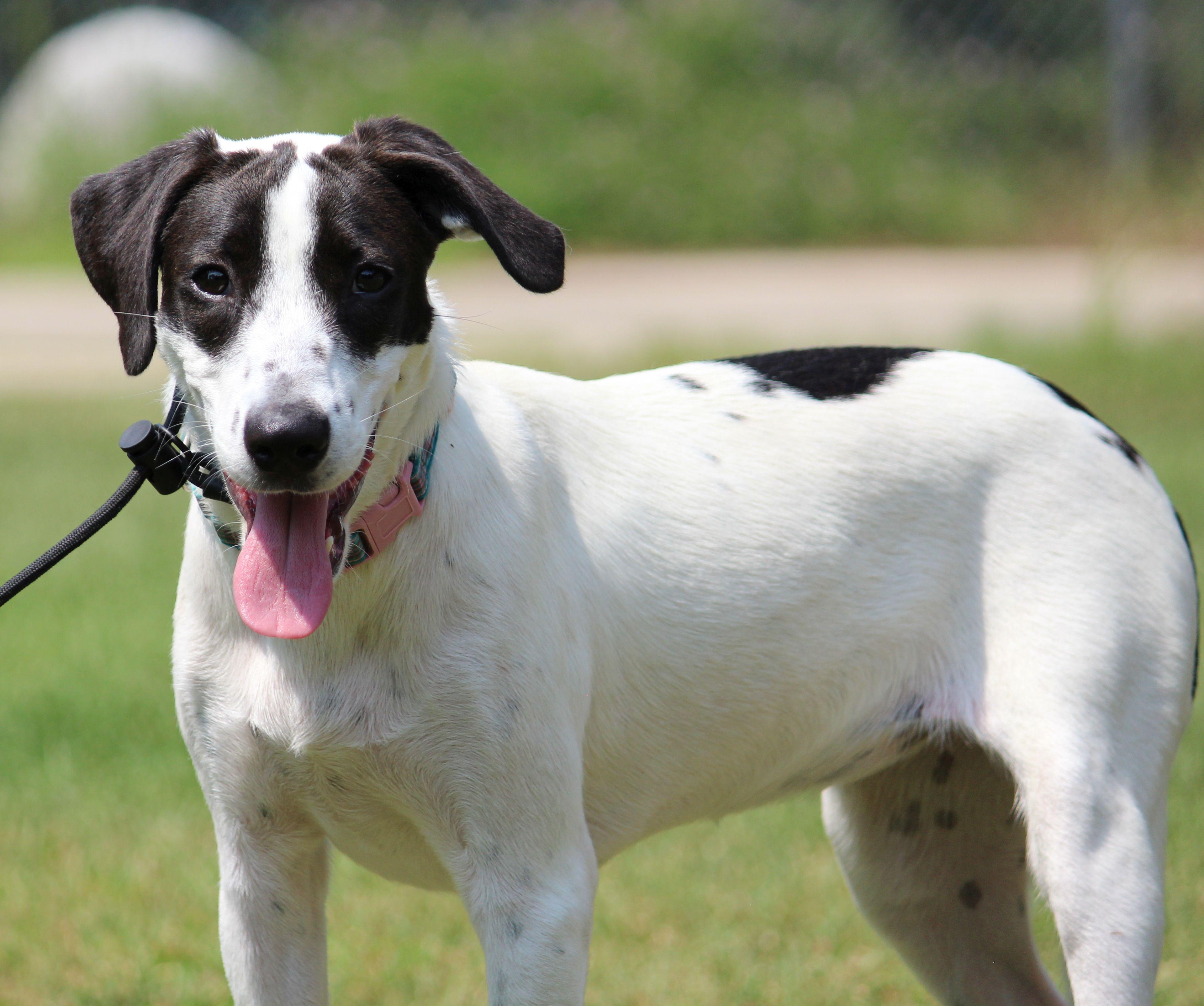 Dahlia, a Adoptable Mixed Breed in Portage, WI image 3/6