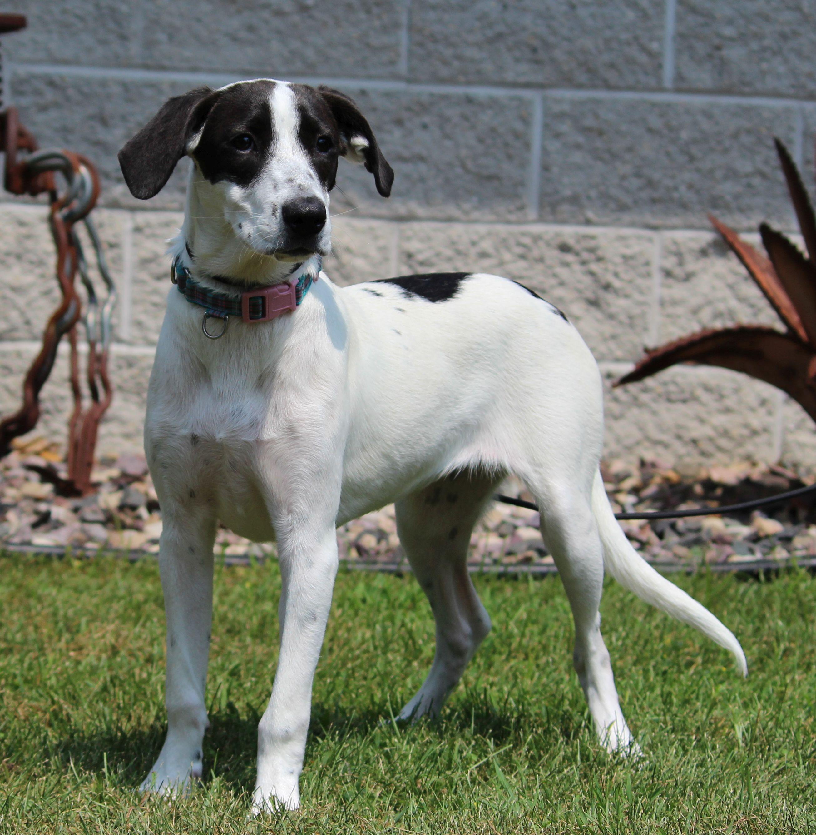Dahlia, a Adoptable Mixed Breed in Portage, WI image 4/6