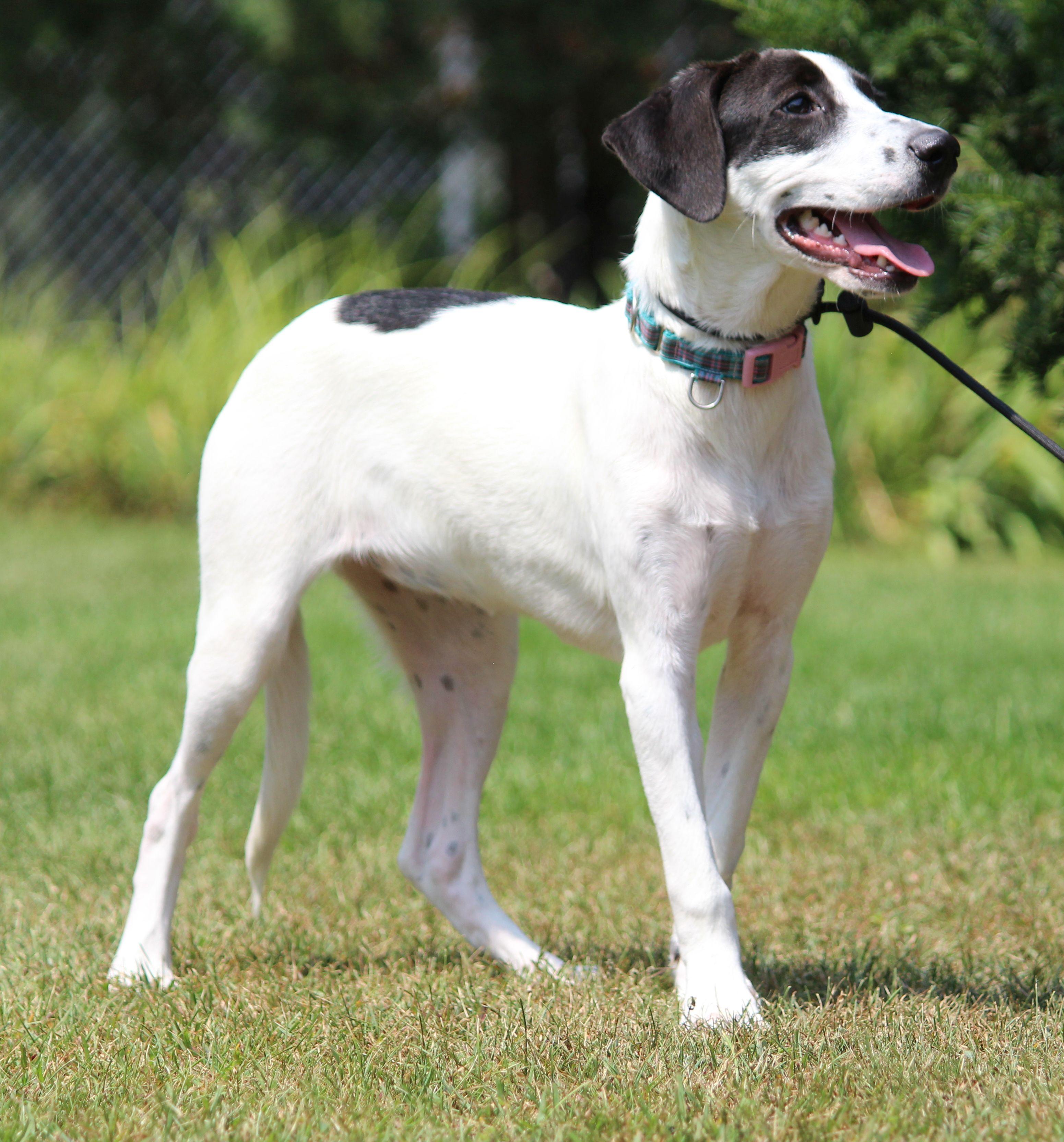 Dahlia, a Adoptable Mixed Breed in Portage, WI image 5/6