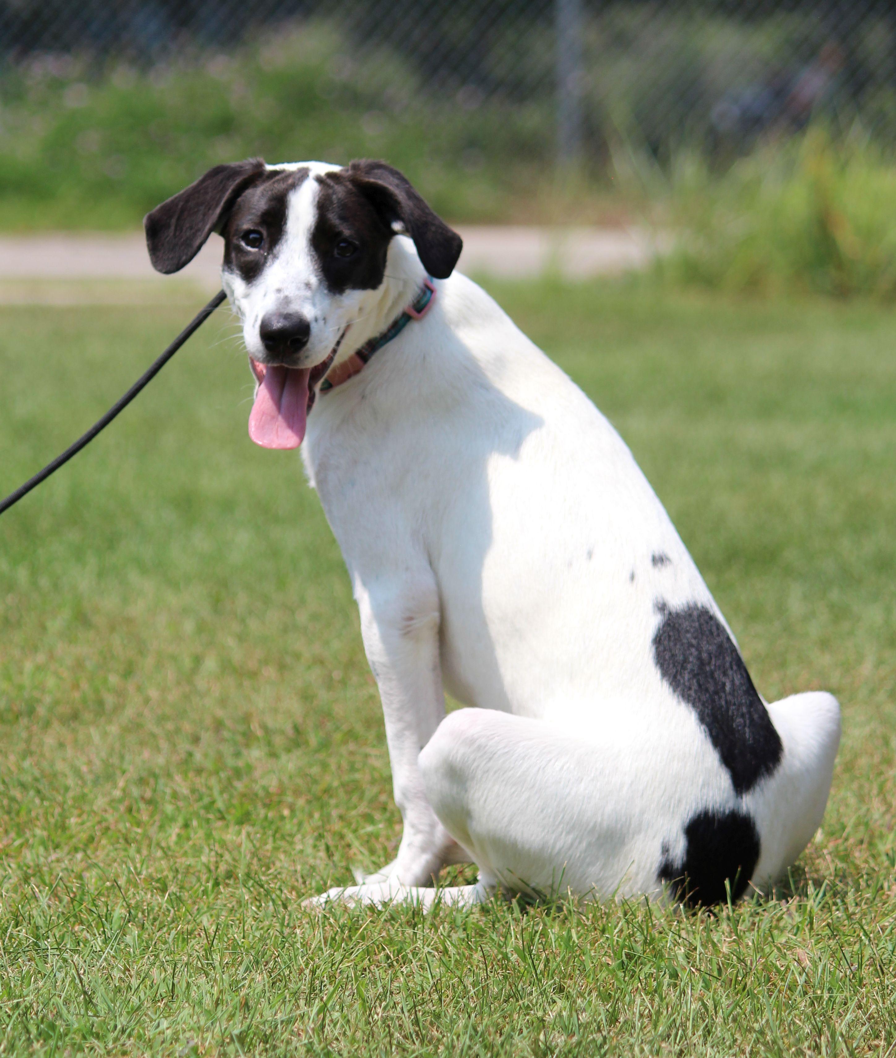 Dahlia, a Adoptable Mixed Breed in Portage, WI image 6/6