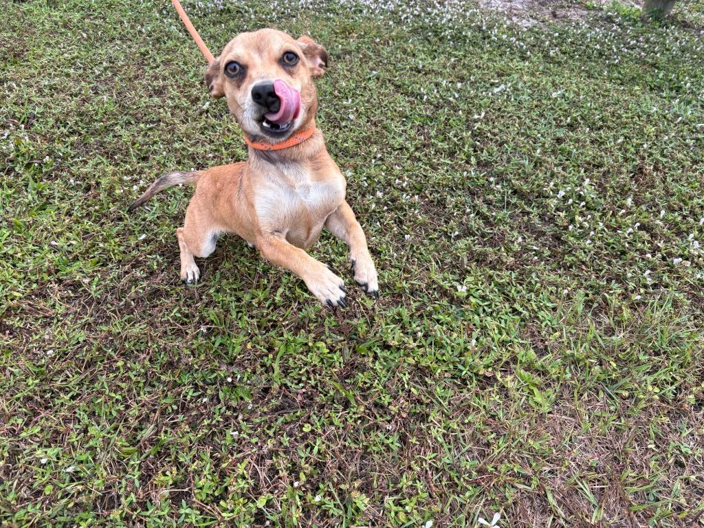 Straye, Adoptable, Young Male Chihuahua.