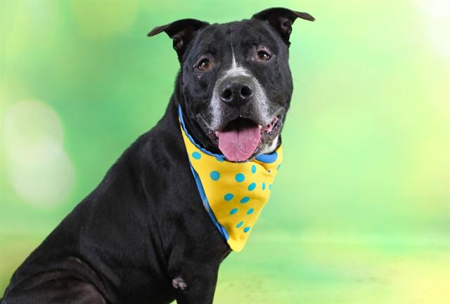 BERNARD, Adoptable, Adult Male American Staffordshire Terrier & Mixed Breed.