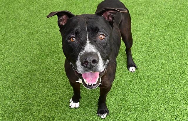 BERNARD, Adoptable, Adult Male American Staffordshire Terrier & Mixed Breed.