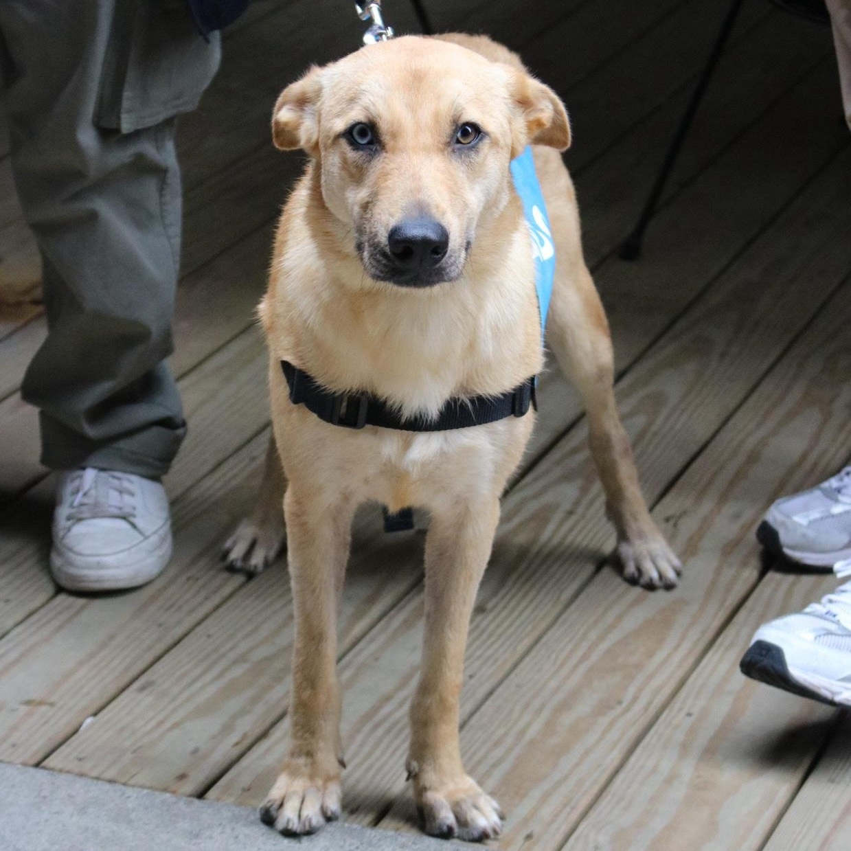 Candiace , a ADOPTABLE Yellow Labrador Retriever in Brooklyn, NY image 1/6