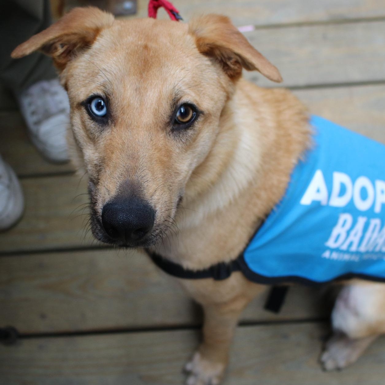 Candiace , a ADOPTABLE Yellow Labrador Retriever in Brooklyn, NY image 2/6