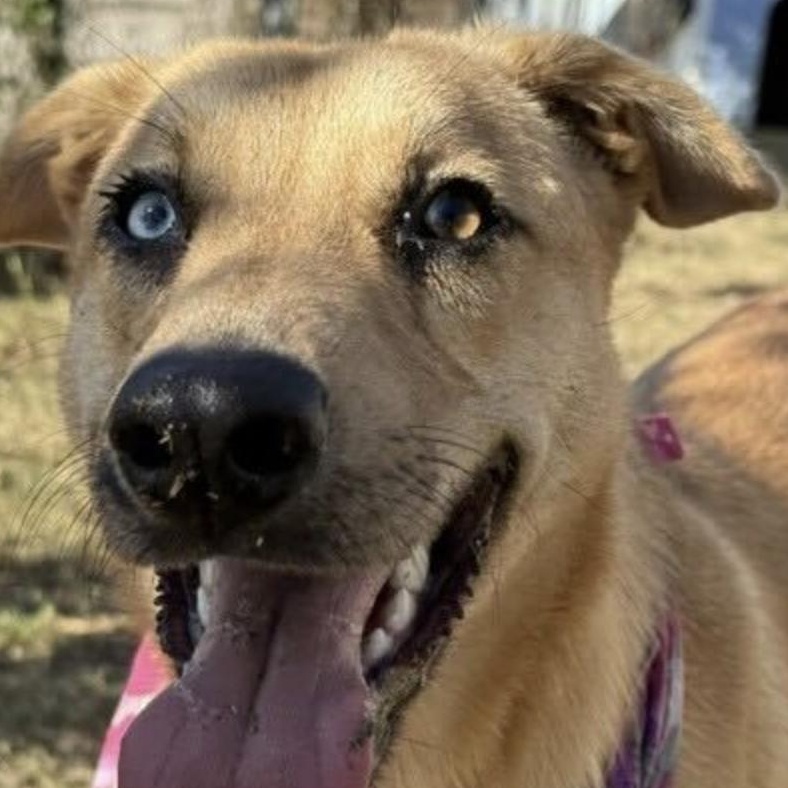 Candiace , a ADOPTABLE Yellow Labrador Retriever in Brooklyn, NY image 4/6