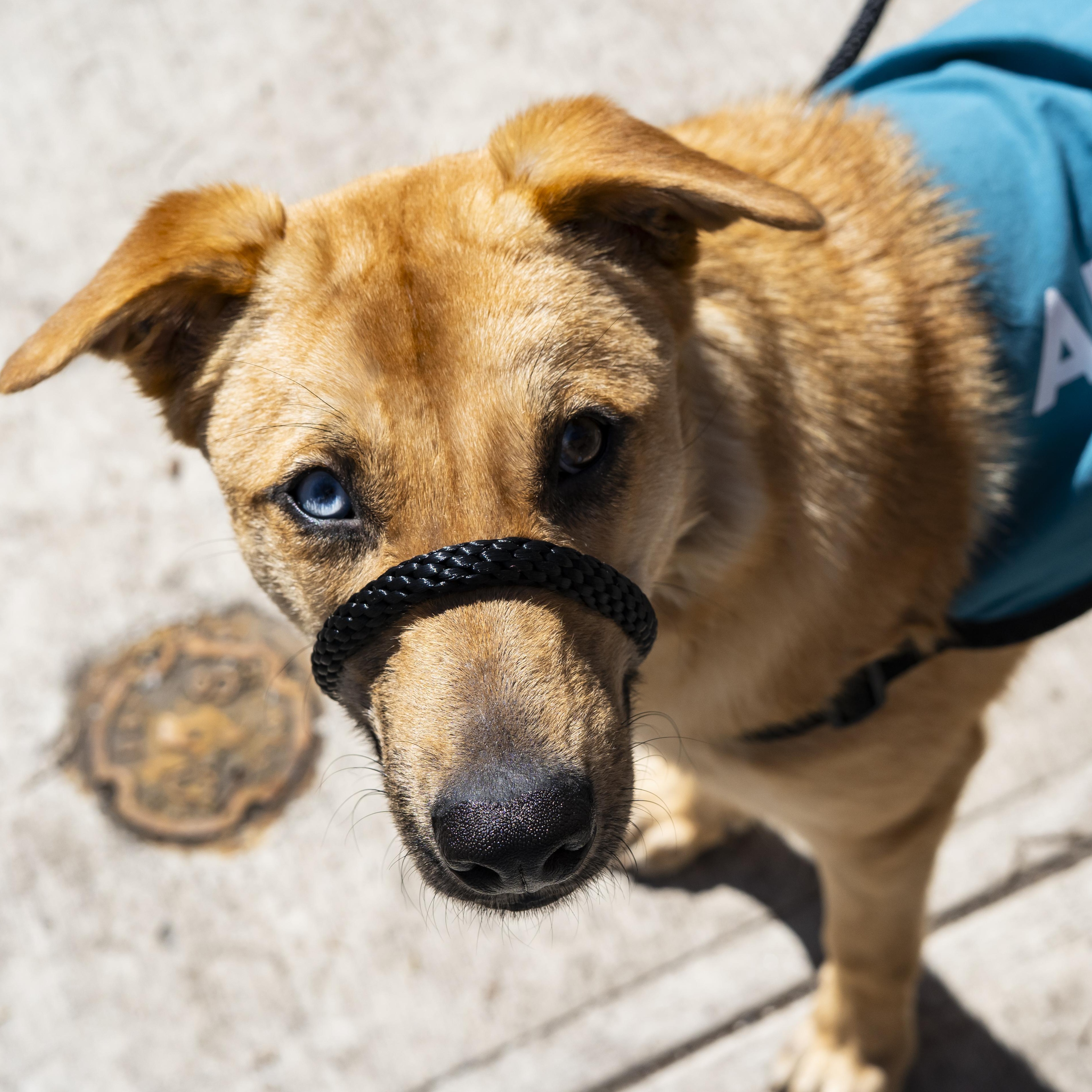 Candiace , a ADOPTABLE Yellow Labrador Retriever in Brooklyn, NY image 6/6