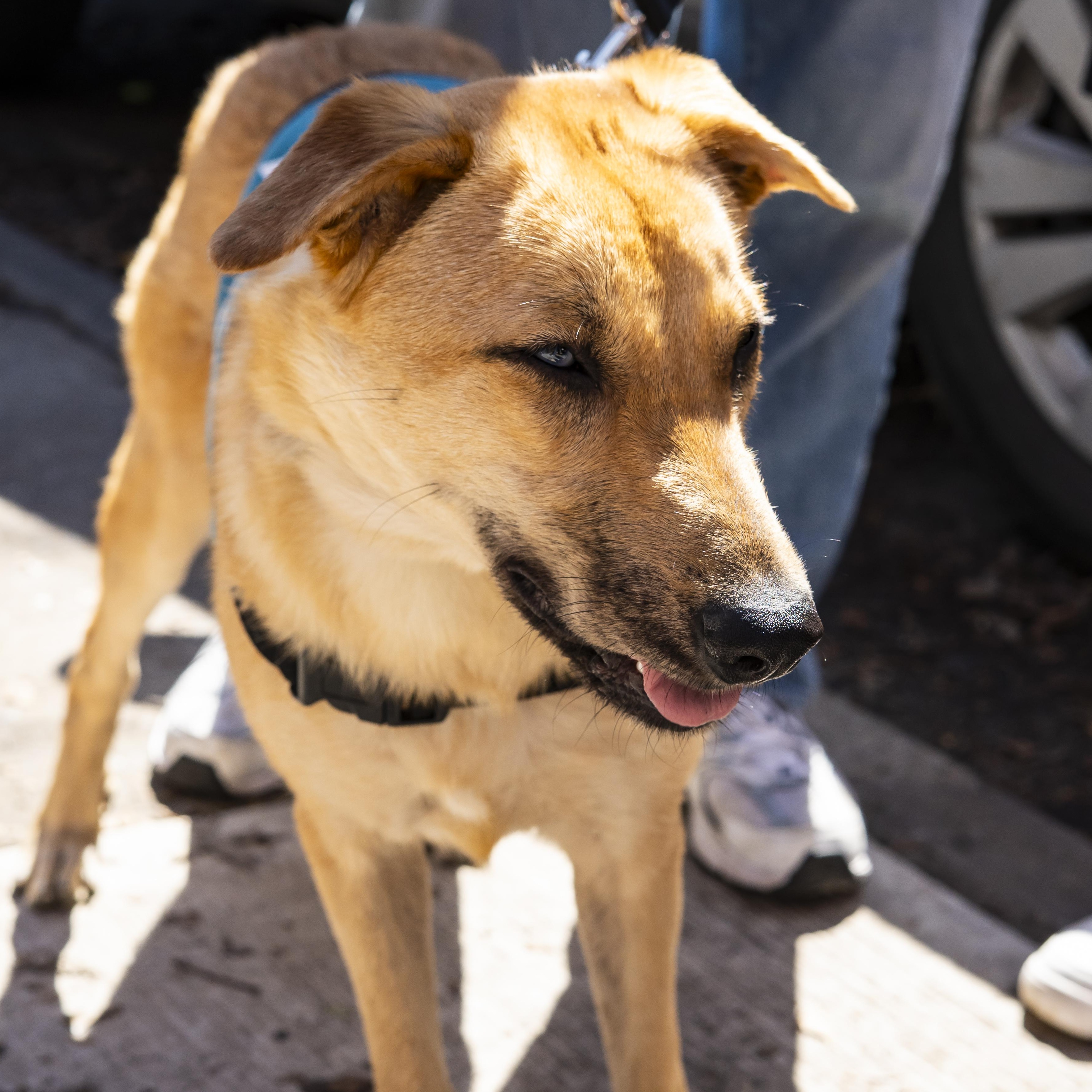 Candiace , a ADOPTABLE Yellow Labrador Retriever in Brooklyn, NY image 3/6