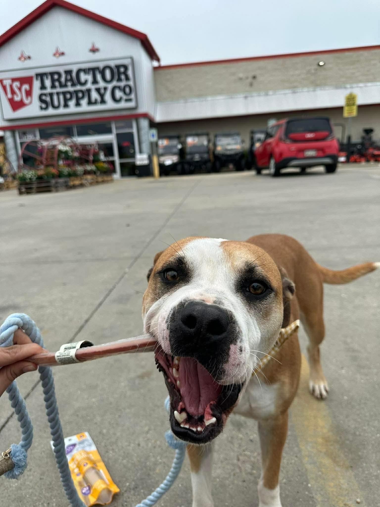 Hamlet, a Adoptable Mixed Breed in Springhill, LA image 2/2