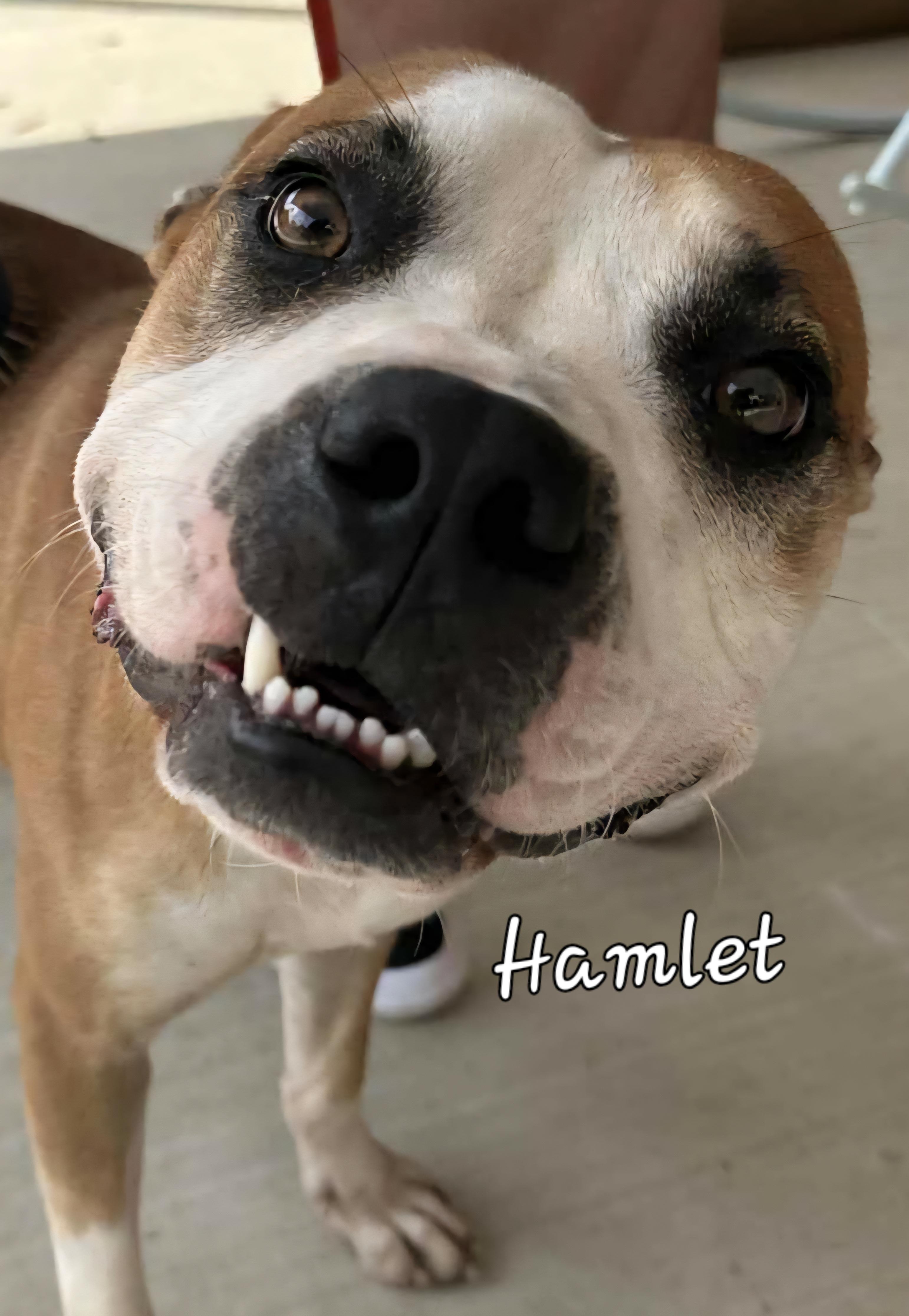 Enlarge Hamlet, a Adoptable Mixed Breed in Springhill, LA image 1/4