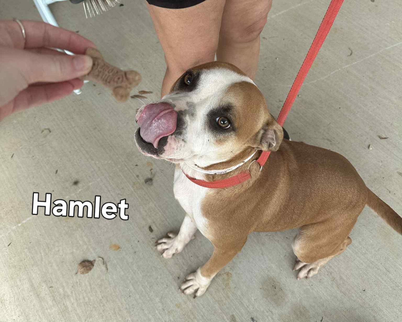 Enlarge Hamlet, a Adoptable Mixed Breed in Springhill, LA image 2/4