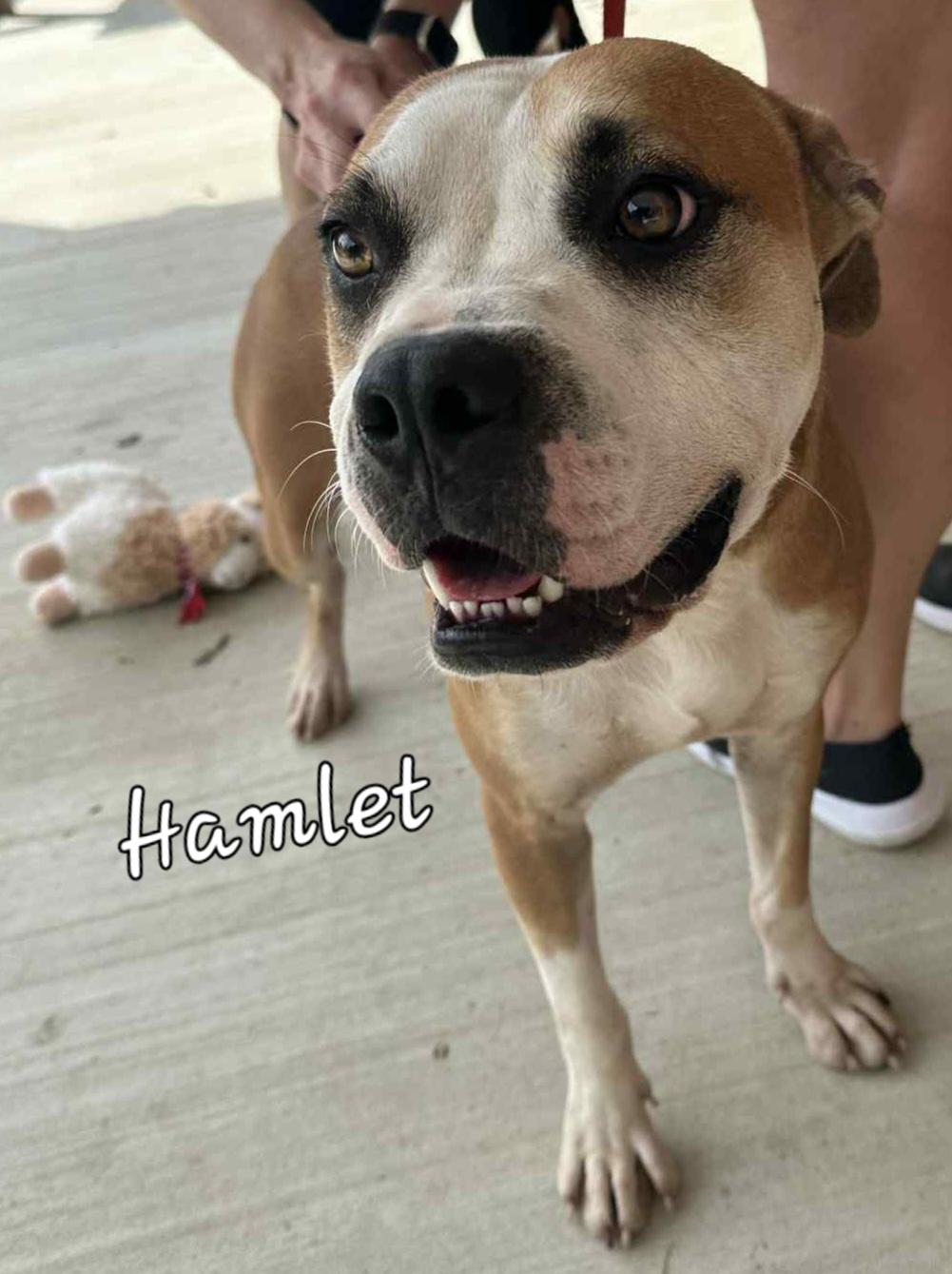 Enlarge Hamlet, a Adoptable Mixed Breed in Springhill, LA image 3/4