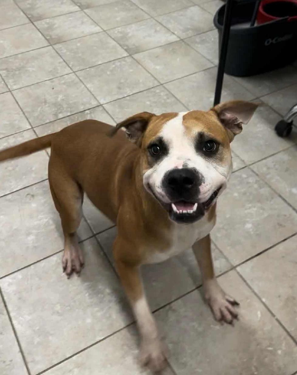 Hamlet, a Adoptable Mixed Breed in Springhill, LA image 1/4