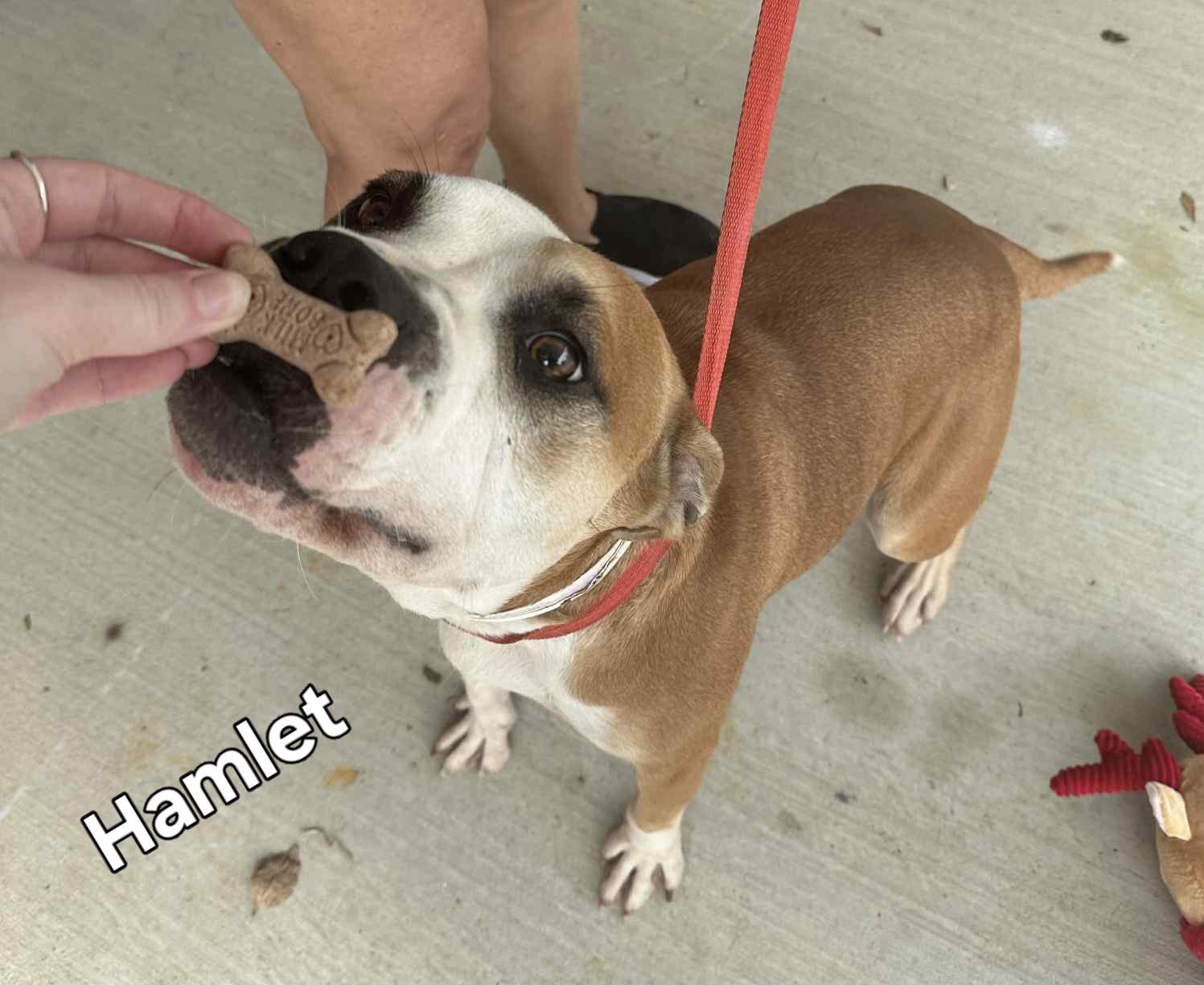 Enlarge Hamlet, a Adoptable Mixed Breed in Springhill, LA image 4/4