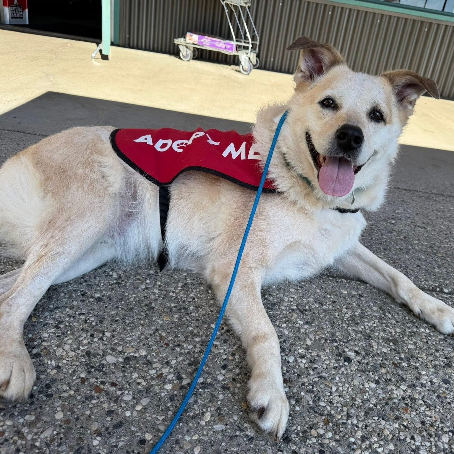 Enlarge Frank- Mellow Boy, an adoptable mixed breed in Grass Valley, CA image 6/6