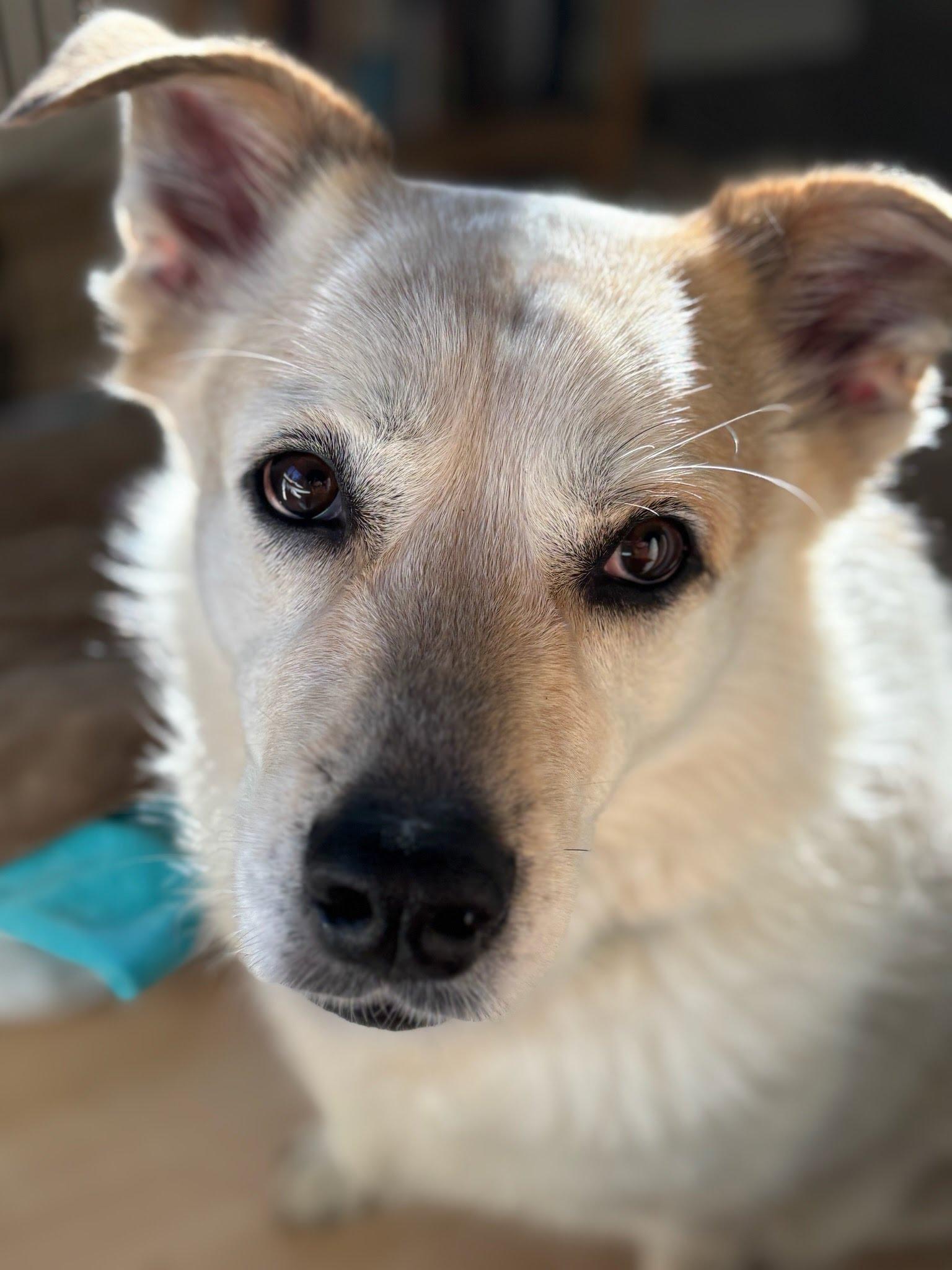 Frank- Mellow Boy, an adoptable mixed breed in Grass Valley, CA image 1/6