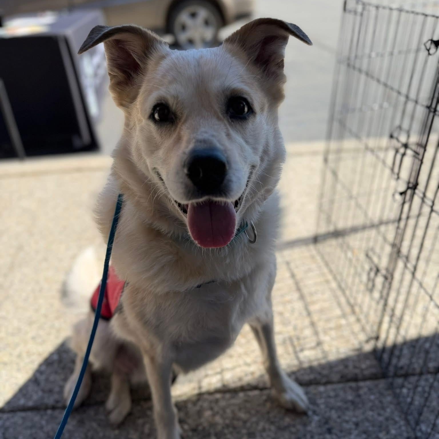 Enlarge Frank- Mellow Boy, an adoptable mixed breed in Grass Valley, CA image 5/6